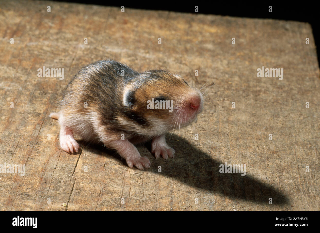 GOLDEN or SYRIAN HAMSTER young (Mesocricetus auratus). 10 days old, fur