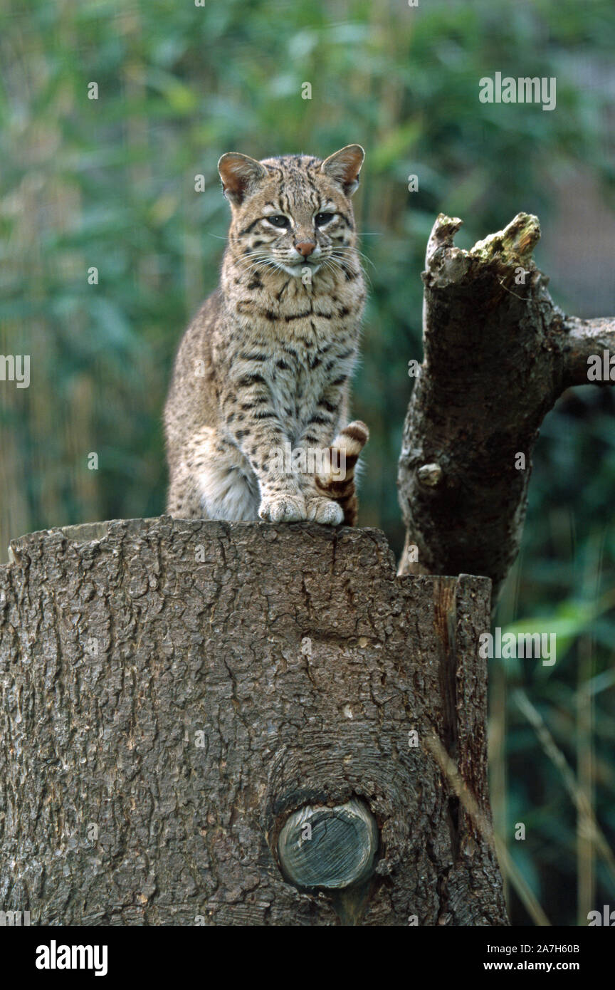 GEOFFROY'S CAT (Oncifelis geoffroyi). Sitting on a tree stump. Stock Photo