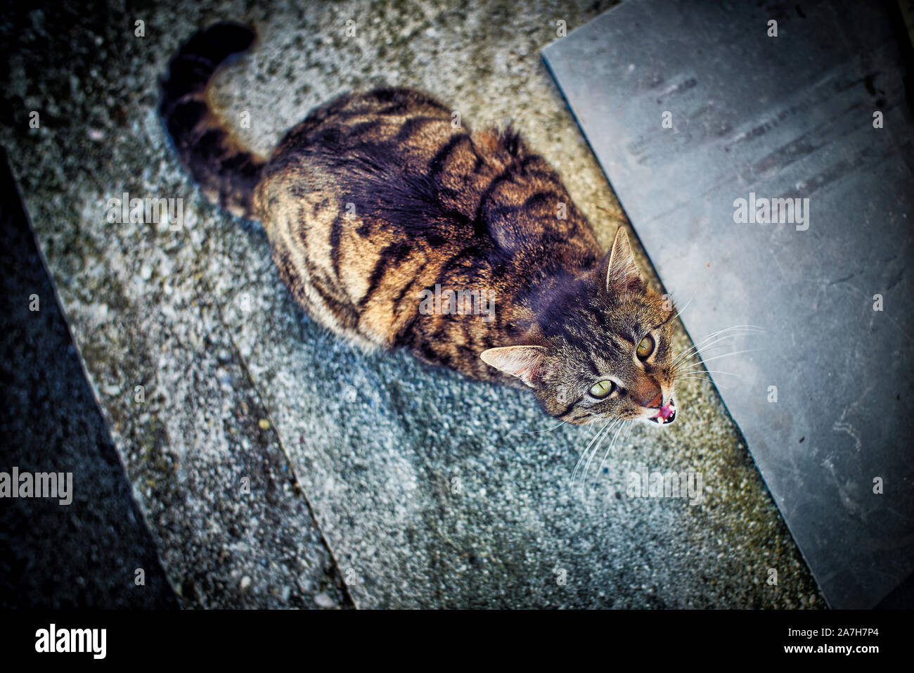 I Want Something To Eat A Cat Is Yelling For Food Stock Photo Alamy