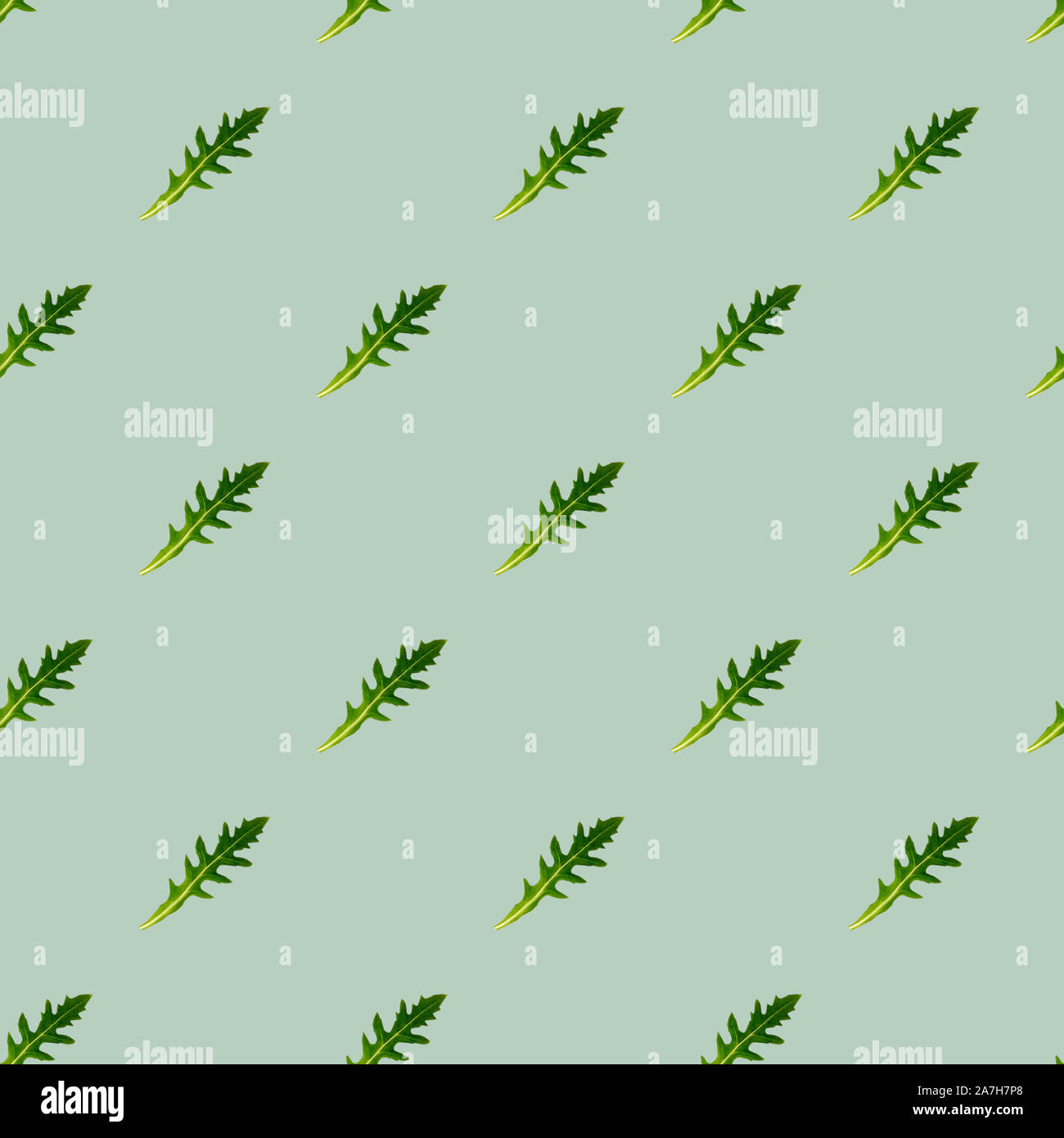 Pattern of fresh arugula salad leaves on green background. Isometric view. Stock Photo