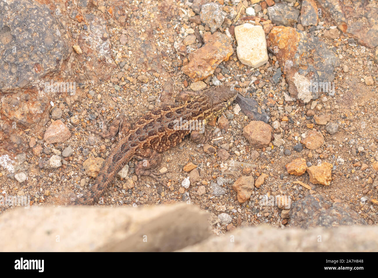 common side-blotched lizard Uta stansburiana, Ancapa Island, Channel ...