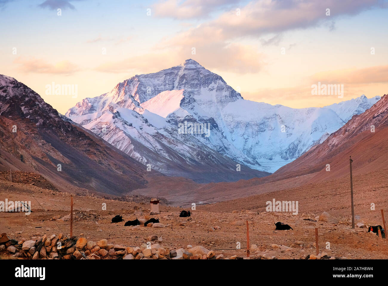 Yaks in the Tibetan plateau in a brown valley surrounding Mount Everest, against a warm colorful morning sky. Stock Photo