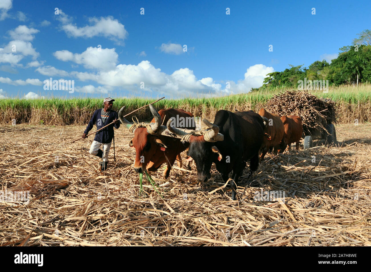 Sugarcane harvest in the Dominican Republic. The Haitian driver drives a Stick with a stimulus, a cart drawn by buffaloes. agricultural image Stock Photo