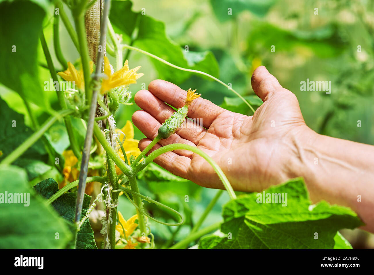 Woman holding a freshly harvested cucumbers. Locavore movement, local farming, harvesting concept Stock Photo