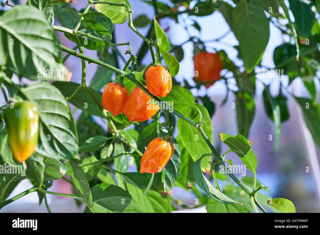 Habanero Peppers Near Me A Guide to Local Cuisine and Cultivation