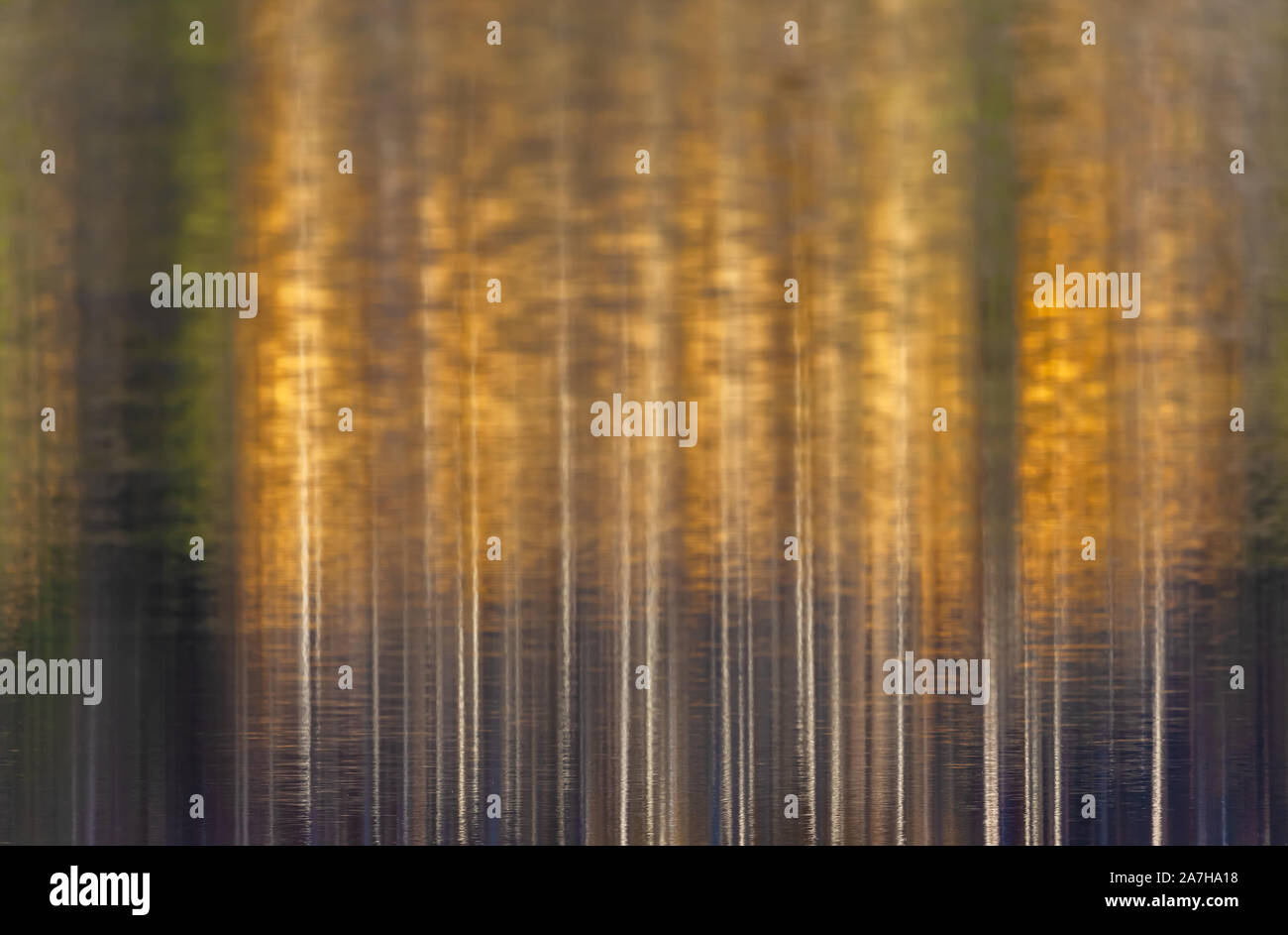 Reflections of the fall foliage on the water surface, June Lake
