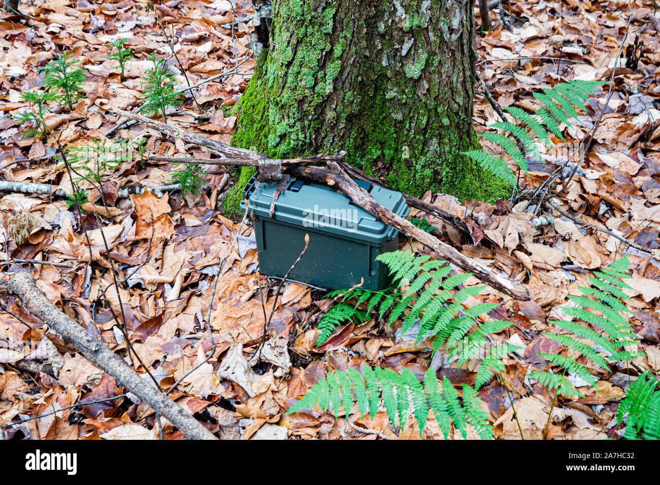 A green plastic ammo box hidden behind a tree in the Adirondack Mountains, NY USA wilderness as a geocache discovery. Stock Photo