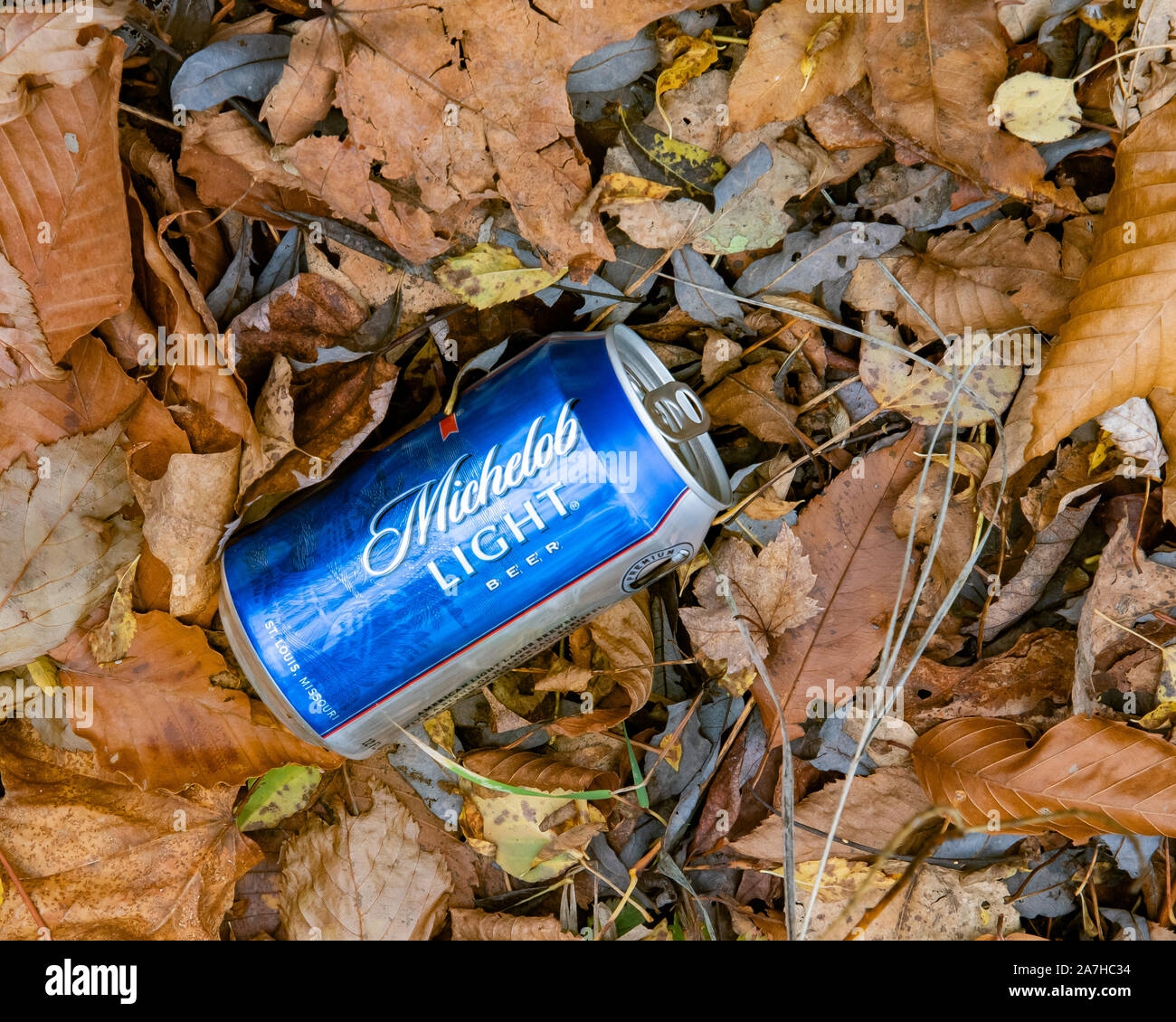 An empty blue Michelob Light beer can laying on the side of a woods road in the Adirondack Mountains, NY USA in autumn Stock Photo