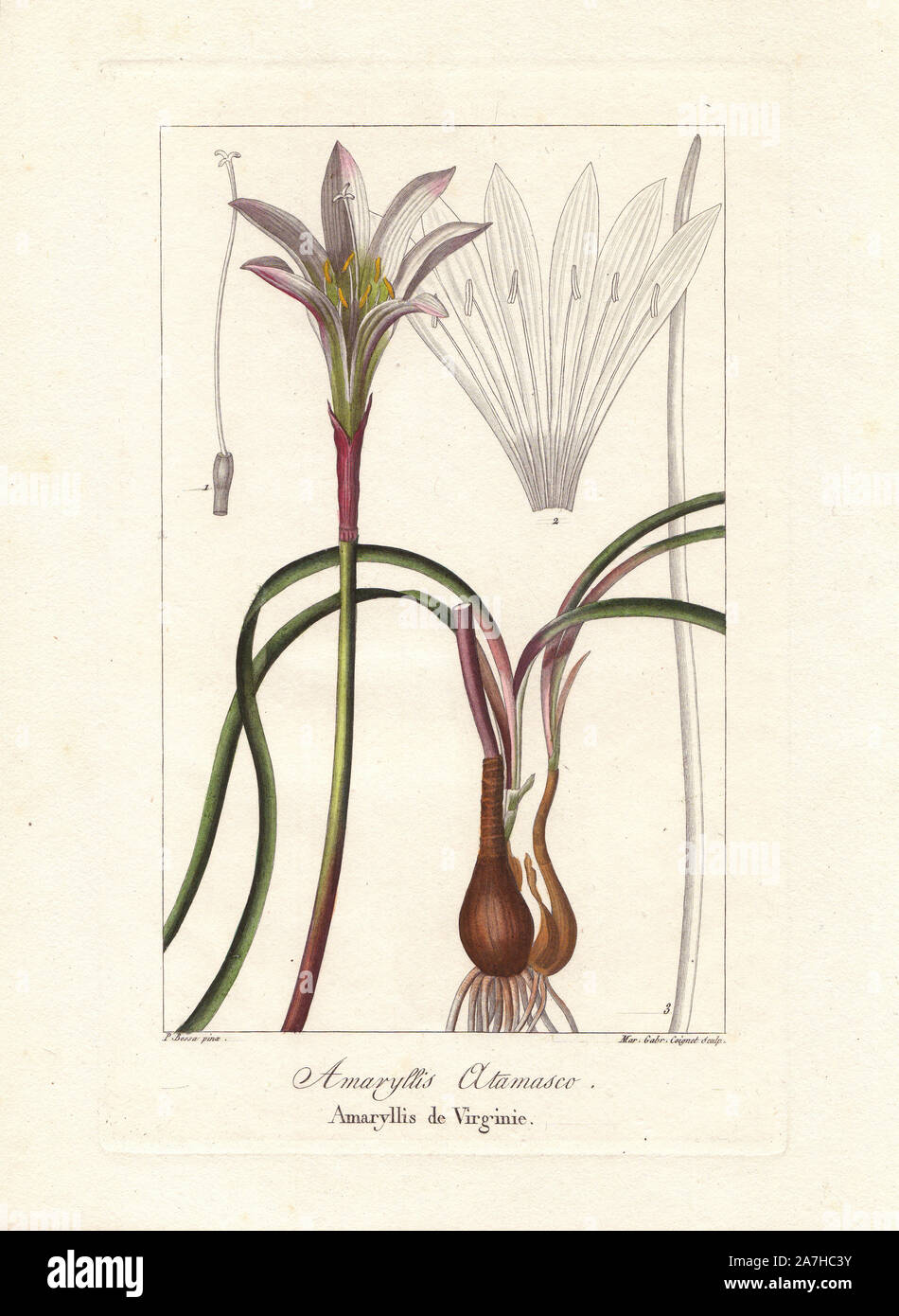 Atamasco lily, Zephryanthes atamasco, native to the eastern United States. Handcoloured stipple engraving on copper by Miss Marie Gabriel Coignet from a botanical illustration by Pancrace Bessa from Mordant de Launay's 'Herbier General de l'Amateur,' Audot, Paris, 1820. The Herbier was published from 1810 to 1827 and edited by Mordant de Launay and Loiseleur-Deslongchamps. Bessa (1772-1830s), along with Redoute and Turpin, is considered one of the greatest French botanical artists of the 19th century. The engraver Miss Coignet was born in Paris in 1793, and studied under Naigeon and Massard. Stock Photo
