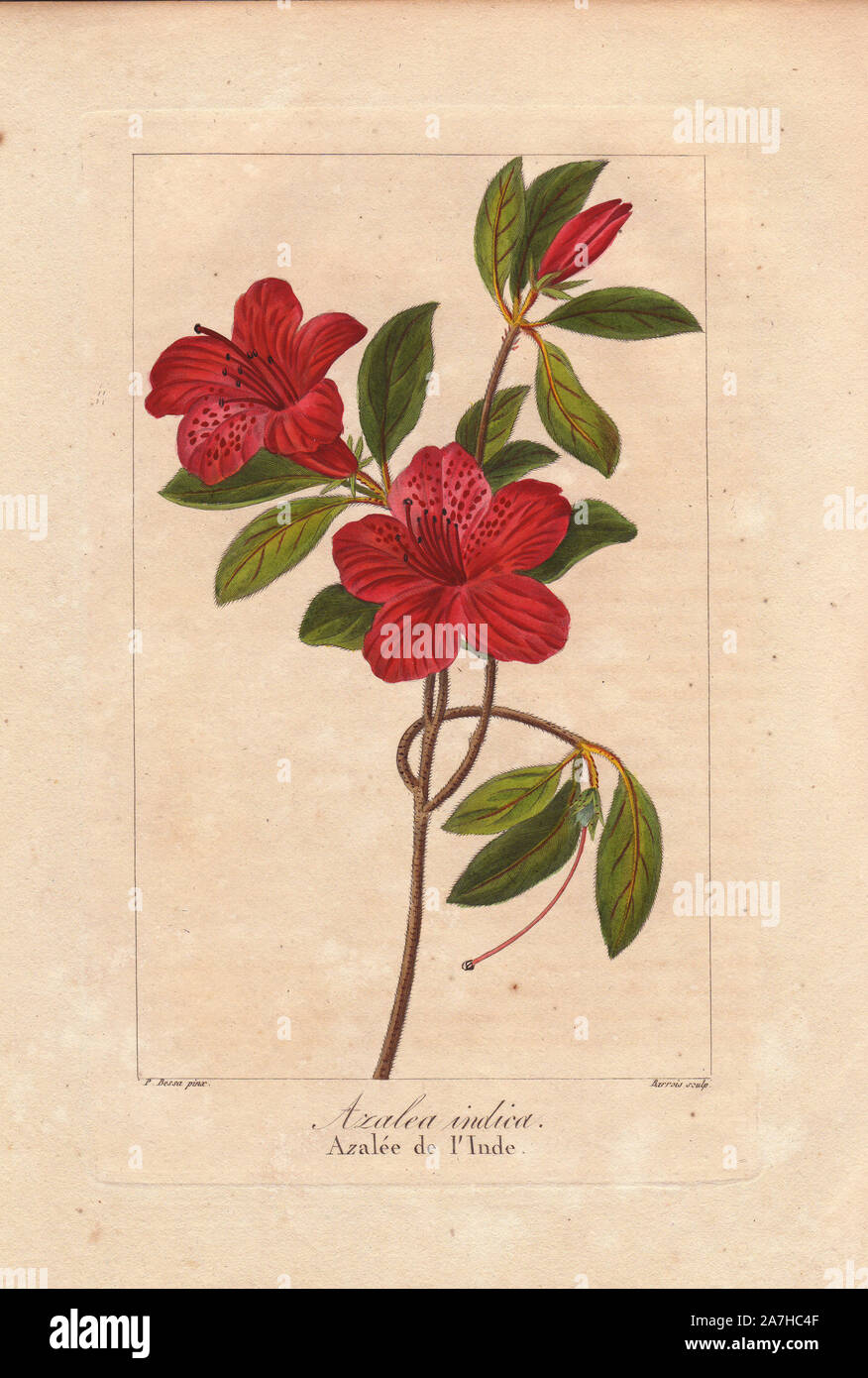 Southern Indian azalea, Azalea indica, native to Asia. Handcoloured stipple engraving on copper by Barrois from a botanical illustration by Pancrace Bessa from Mordant de Launay's 'Herbier General de l'Amateur,' Audot, Paris, 1820. The Herbier was published from 1810 to 1827 and edited by Mordant de Launay and Loiseleur-Deslongchamps. Bessa (1772-1830s), along with Redoute and Turpin, is considered one of the greatest French botanical artists of the 19th century. Stock Photo