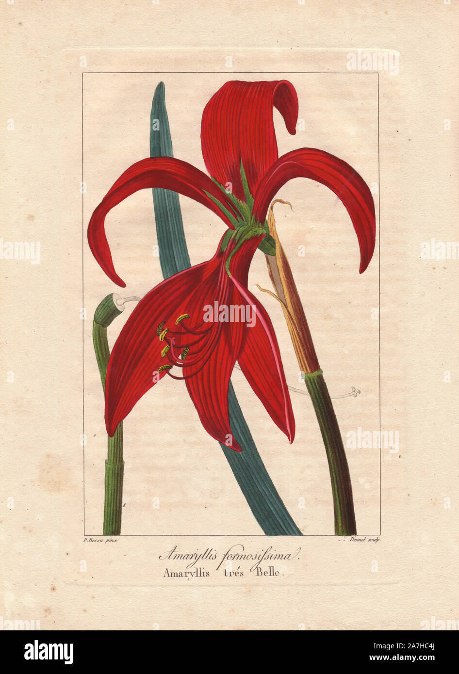 Aztec lily, Sprekelia formosissima, native to Mexico and Guatemala. Handcoloured stipple engraving on copper by Dennel from a botanical illustration by Pancrace Bessa from Mordant de Launay's 'Herbier General de l'Amateur,' Audot, Paris, 1820. The Herbier was published from 1810 to 1827 and edited by Mordant de Launay and Loiseleur-Deslongchamps. Bessa (1772-1830s), along with Redoute and Turpin, is considered one of the greatest French botanical artists of the 19th century. Stock Photo