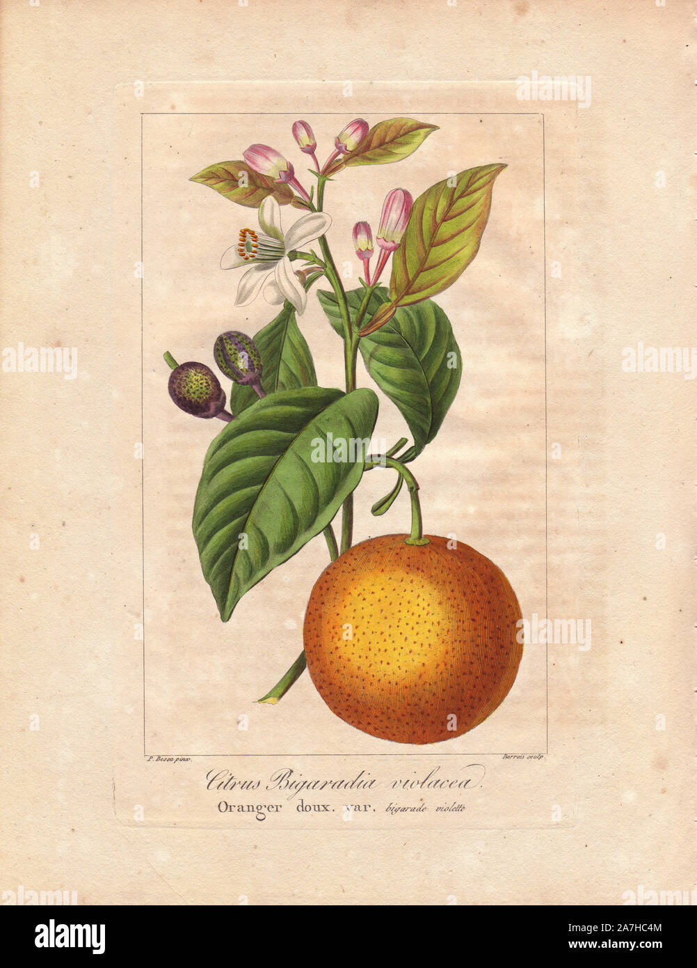 Bigarade bitter orange, Citrus x aurantium. Handcoloured stipple engraving on copper by Barrois from a botanical illustration by Pancrace Bessa from Mordant de Launay's 'Herbier General de l'Amateur,' Audot, Paris, 1820. The Herbier was published from 1810 to 1827 and edited by Mordant de Launay and Loiseleur-Deslongchamps. Bessa (1772-1830s), along with Redoute and Turpin, is considered one of the greatest French botanical artists of the 19th century. Stock Photo