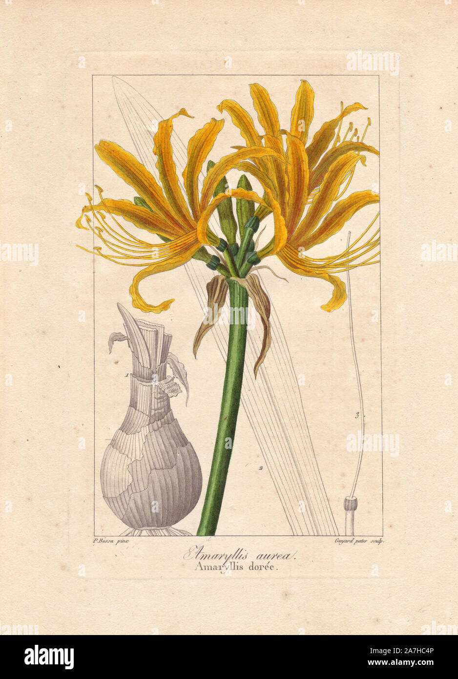 Golden flame lily, Pyrolirion aureum, native to Peru and Chile. Handcoloured stipple engraving on copper by Guyard Pater from a botanical illustration by Pancrace Bessa from Mordant de Launay's 'Herbier General de l'Amateur,' Audot, Paris, 1820. The Herbier was published from 1810 to 1827 and edited by Mordant de Launay and Loiseleur-Deslongchamps. Bessa (1772-1830s), along with Redoute and Turpin, is considered one of the greatest French botanical artists of the 19th century. Stock Photo