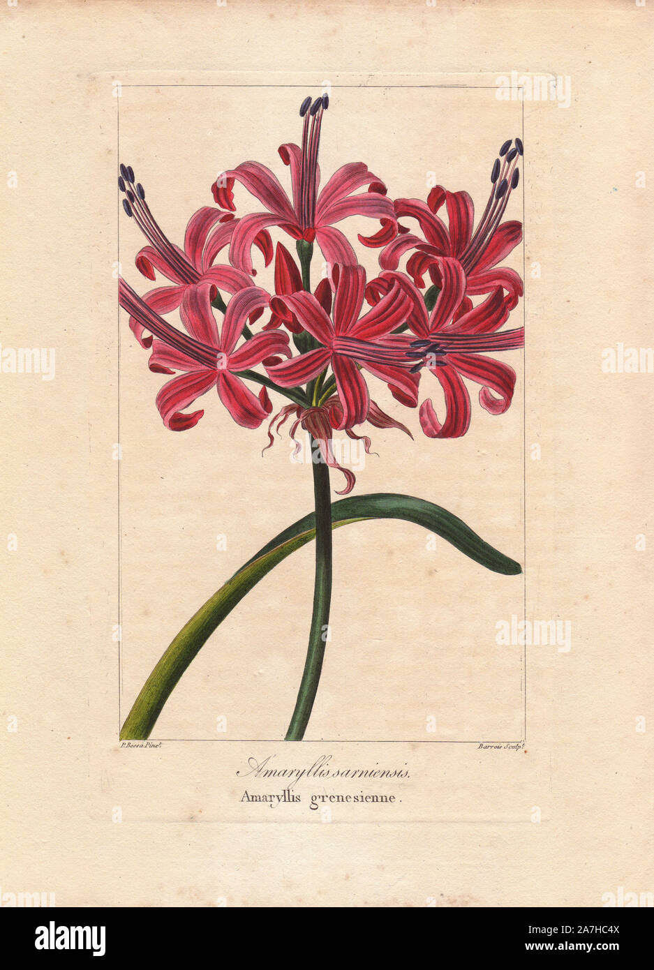Guernsey lily, Nerine sarniensis, native to South Africa. Handcoloured stipple engraving on copper by Barrois from a botanical illustration by Pancrace Bessa from Mordant de Launay's 'Herbier General de l'Amateur,' Audot, Paris, 1820. The Herbier was published from 1810 to 1827 and edited by Mordant de Launay and Loiseleur-Deslongchamps. Bessa (1772-1830s), along with Redoute and Turpin, is considered one of the greatest French botanical artists of the 19th century. Stock Photo