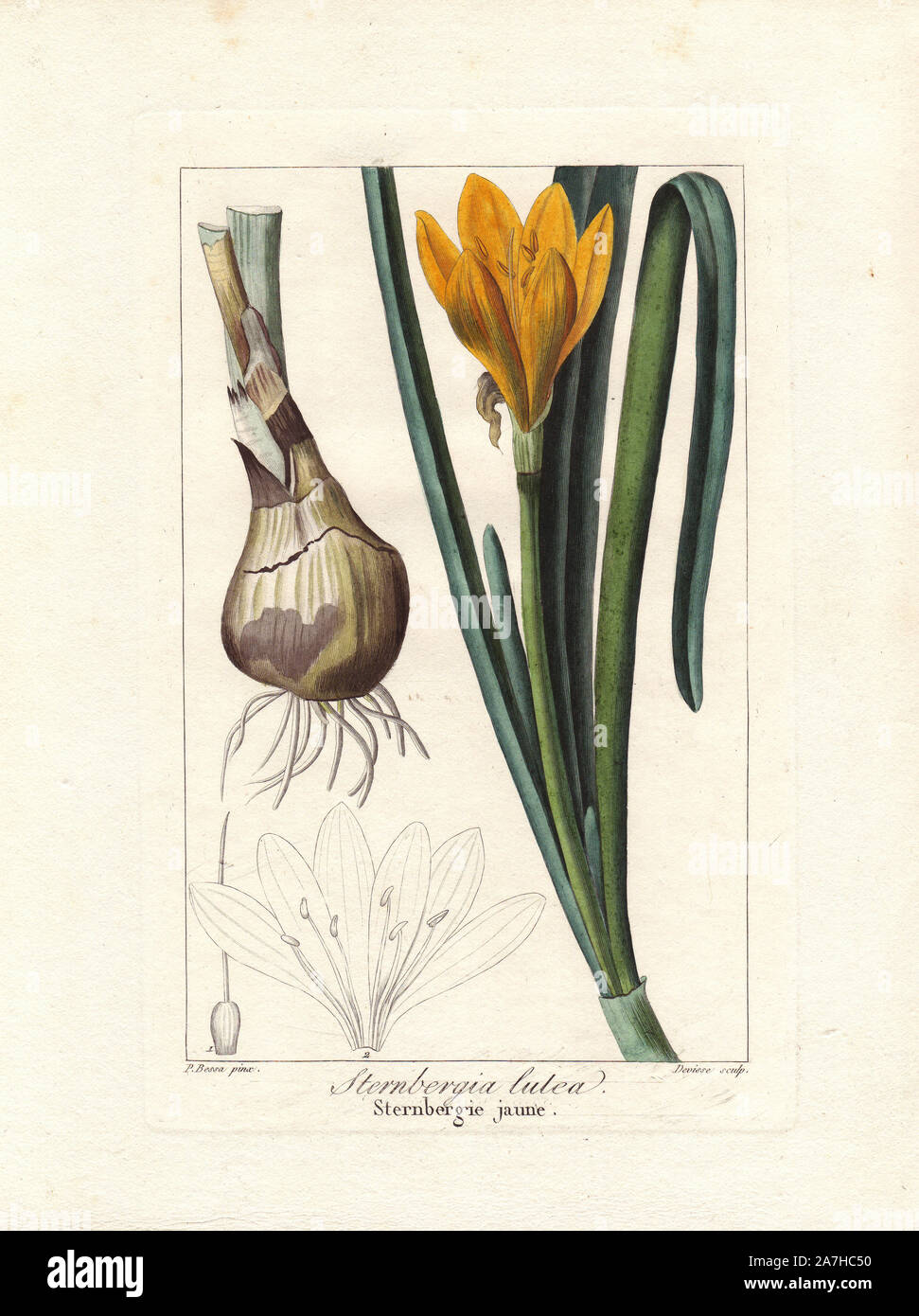 Autumn daffodil, Sternbergia lutea, native to Europe and Asia. Handcoloured stipple engraving on copper by Devisse from a botanical illustration by Pancrace Bessa from Mordant de Launay's 'Herbier General de l'Amateur,' Audot, Paris, 1820. The Herbier was published from 1810 to 1827 and edited by Mordant de Launay and Loiseleur-Deslongchamps. Bessa (1772-1830s), along with Redoute and Turpin, is considered one of the greatest French botanical artists of the 19th century. Stock Photo
