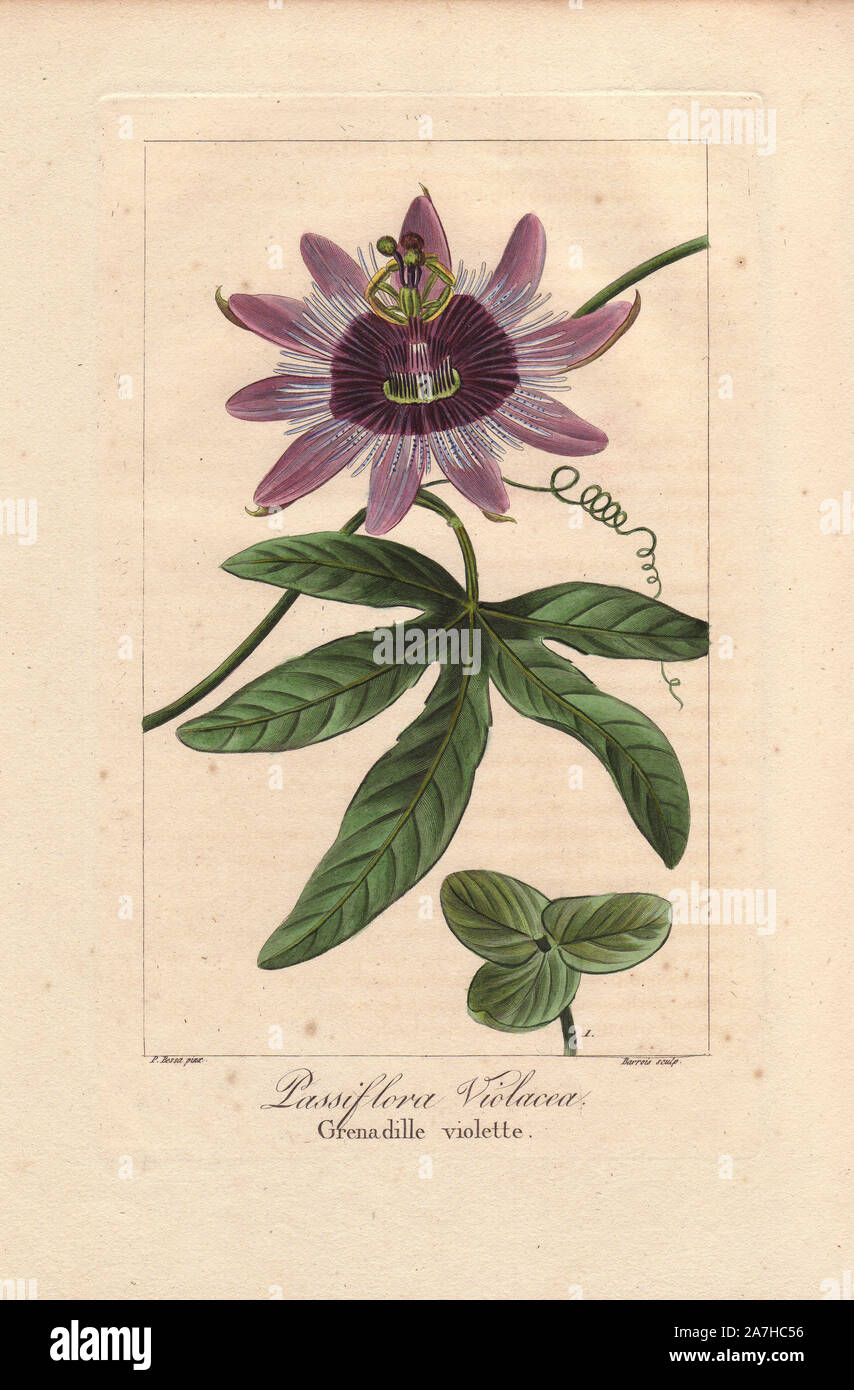 Perfume passionflower, Passiflora violacea (Passiflora caerulea x Passiflora racemosa). Handcoloured stipple engraving on copper by Barrois from a botanical illustration by Pancrace Bessa from Mordant de Launay's 'Herbier General de l'Amateur,' Audot, Paris, 1820. The Herbier was published from 1810 to 1827 and edited by Mordant de Launay and Loiseleur-Deslongchamps. Bessa (1772-1830s), along with Redoute and Turpin, is considered one of the greatest French botanical artists of the 19th century. Stock Photo