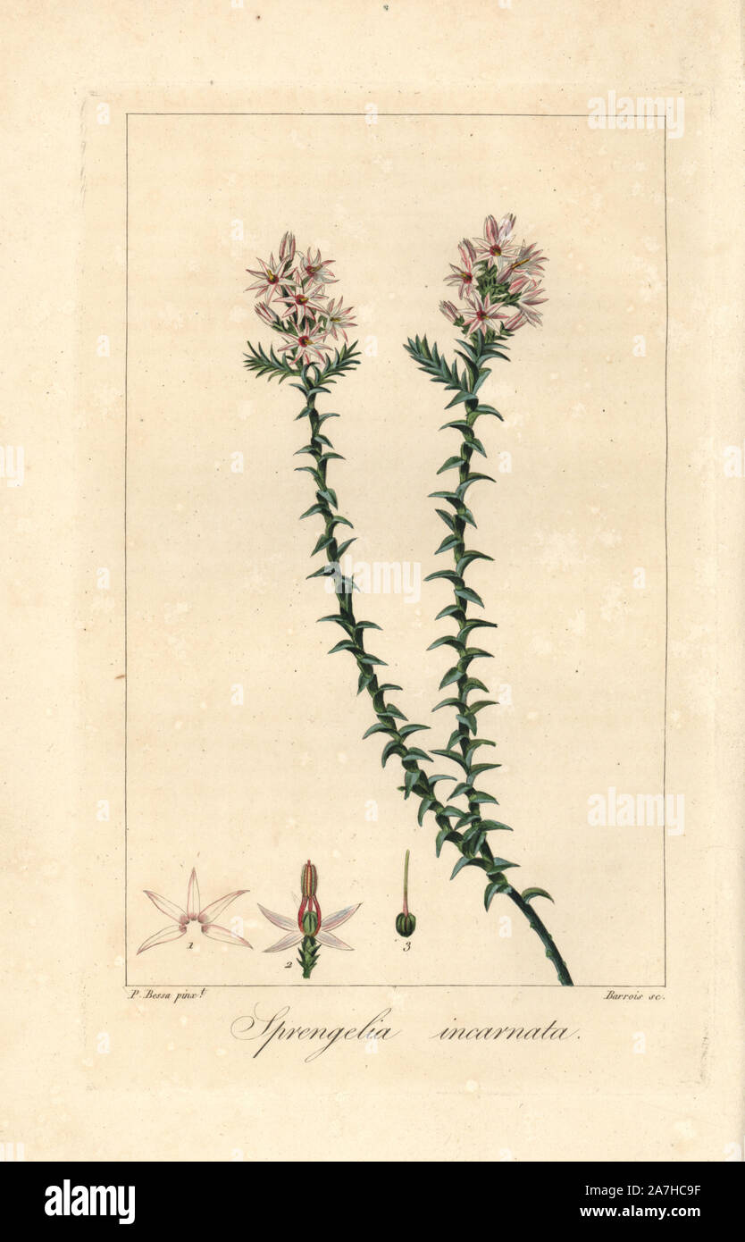Pink swamp heath, Sprengelia, incarnata, native to Australia. Handcoloured stipple engraving on copper by Barrois from a botanical illustration by Pancrace Bessa from Mordant de Launay's 'Herbier General de l'Amateur,' Audot, Paris, 1820. The Herbier was published from 1810 to 1827 and edited by Mordant de Launay and Loiseleur-Deslongchamps. Bessa (1772-1830s), along with Redoute and Turpin, is considered one of the greatest French botanical artists of the 19th century. Stock Photo