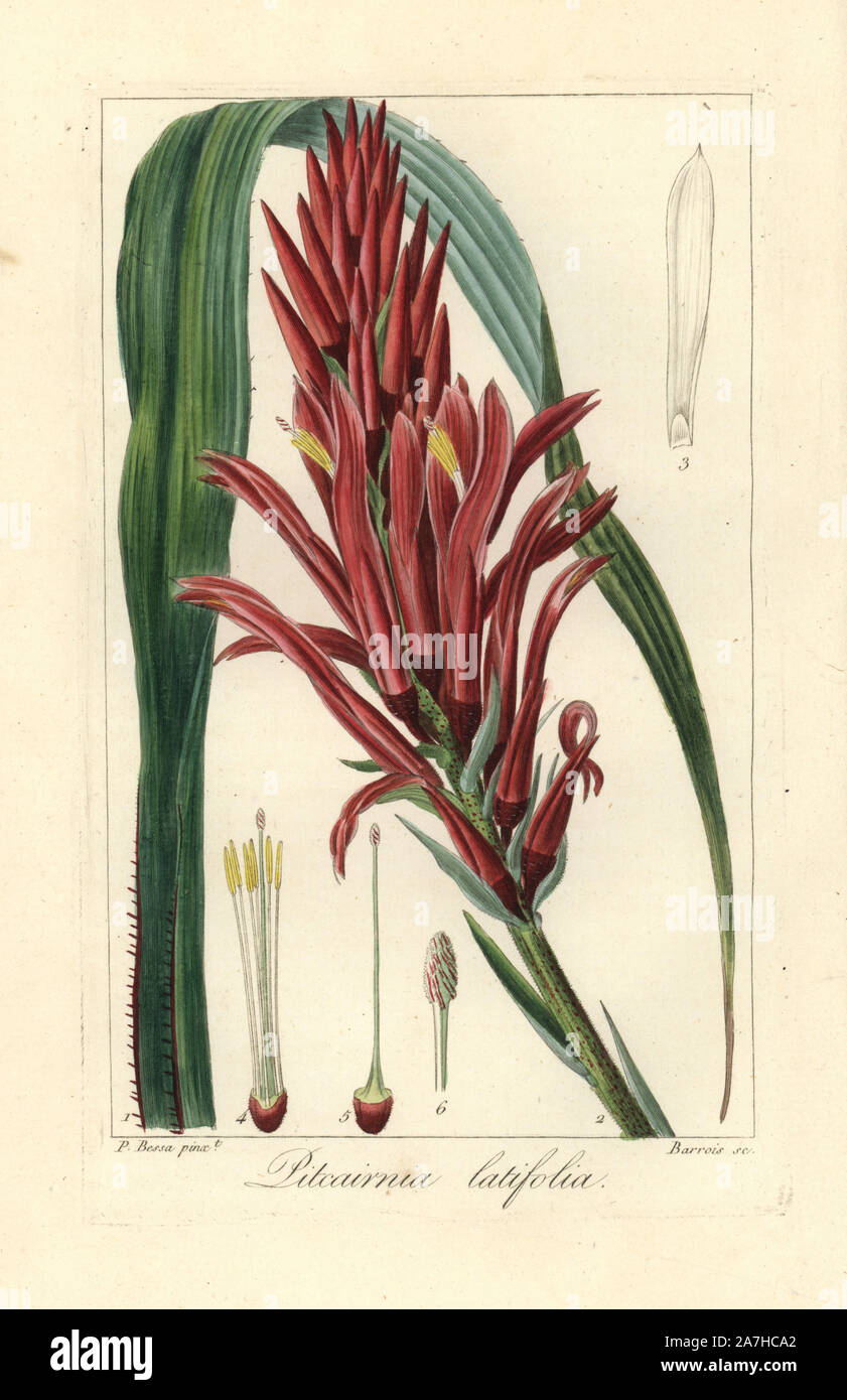 Broad leaved pitcairnia, Pitcairnia bifrons, native to South and Central America. Handcoloured stipple engraving on copper by Barrois from a botanical illustration by Pancrace Bessa from Mordant de Launay's 'Herbier General de l'Amateur,' Audot, Paris, 1820. The Herbier was published from 1810 to 1827 and edited by Mordant de Launay and Loiseleur-Deslongchamps. Bessa (1772-1830s), along with Redoute and Turpin, is considered one of the greatest French botanical artists of the 19th century. Stock Photo