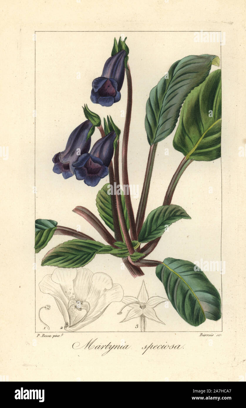 Cat's claw, Martynia speciosa, native to Brazil. Handcoloured stipple engraving on copper by Barrois from a botanical illustration by Pancrace Bessa from Mordant de Launay's 'Herbier General de l'Amateur,' Audot, Paris, 1820. The Herbier was published from 1810 to 1827 and edited by Mordant de Launay and Loiseleur-Deslongchamps. Bessa (1772-1830s), along with Redoute and Turpin, is considered one of the greatest French botanical artists of the 19th century. Stock Photo