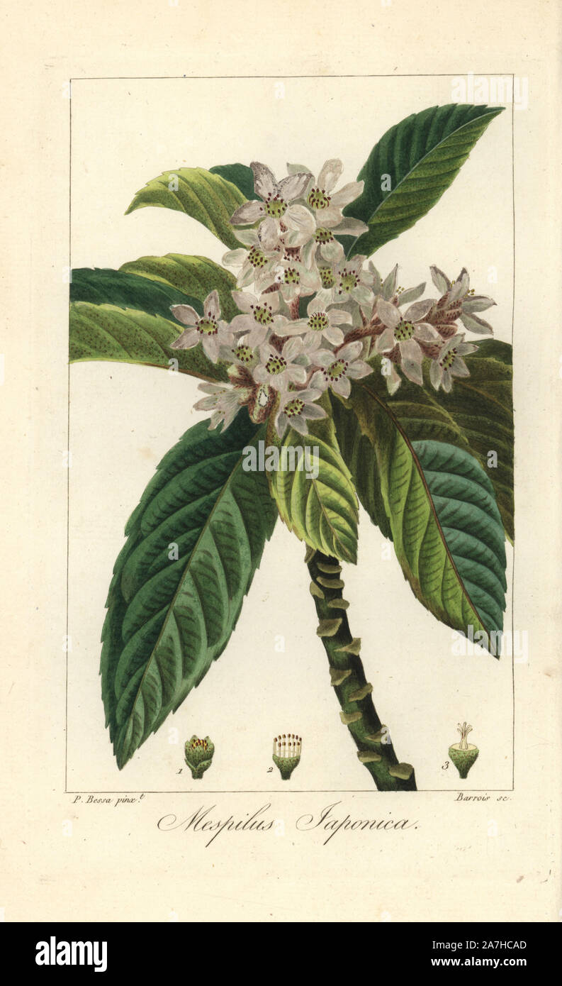 Loquat tree or Japanese medlar, Eriobotrya japonica, native to China. Handcoloured stipple engraving on copper by Barrois from a botanical illustration by Pancrace Bessa from Mordant de Launay's 'Herbier General de l'Amateur,' Audot, Paris, 1820. The Herbier was published from 1810 to 1827 and edited by Mordant de Launay and Loiseleur-Deslongchamps. Bessa (1772-1830s), along with Redoute and Turpin, is considered one of the greatest French botanical artists of the 19th century. Stock Photo