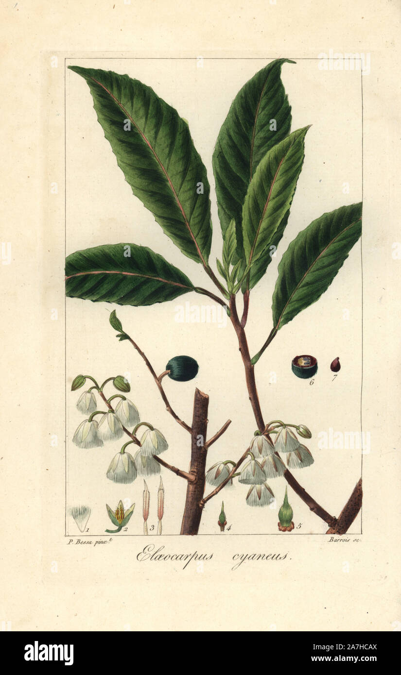 Blueberry ash, Elaeocarpus reticulatus, native to Australia. Handcoloured stipple engraving on copper by Barrois from a botanical illustration by Pancrace Bessa from Mordant de Launay's 'Herbier General de l'Amateur,' Audot, Paris, 1820. The Herbier was published from 1810 to 1827 and edited by Mordant de Launay and Loiseleur-Deslongchamps. Bessa (1772-1830s), along with Redoute and Turpin, is considered one of the greatest French botanical artists of the 19th century. Stock Photo