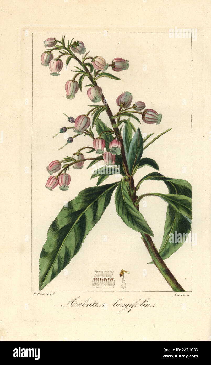 Canary madrone or strawberry tree, Arbutus canariensis, native to the Canary Islands, vulnerable. Handcoloured stipple engraving on copper by Barrois from a botanical illustration by Pancrace Bessa from Mordant de Launay's 'Herbier General de l'Amateur,' Audot, Paris, 1820. The Herbier was published from 1810 to 1827 and edited by Mordant de Launay and Loiseleur-Deslongchamps. Bessa (1772-1830s), along with Redoute and Turpin, is considered one of the greatest French botanical artists of the 19th century. Stock Photo