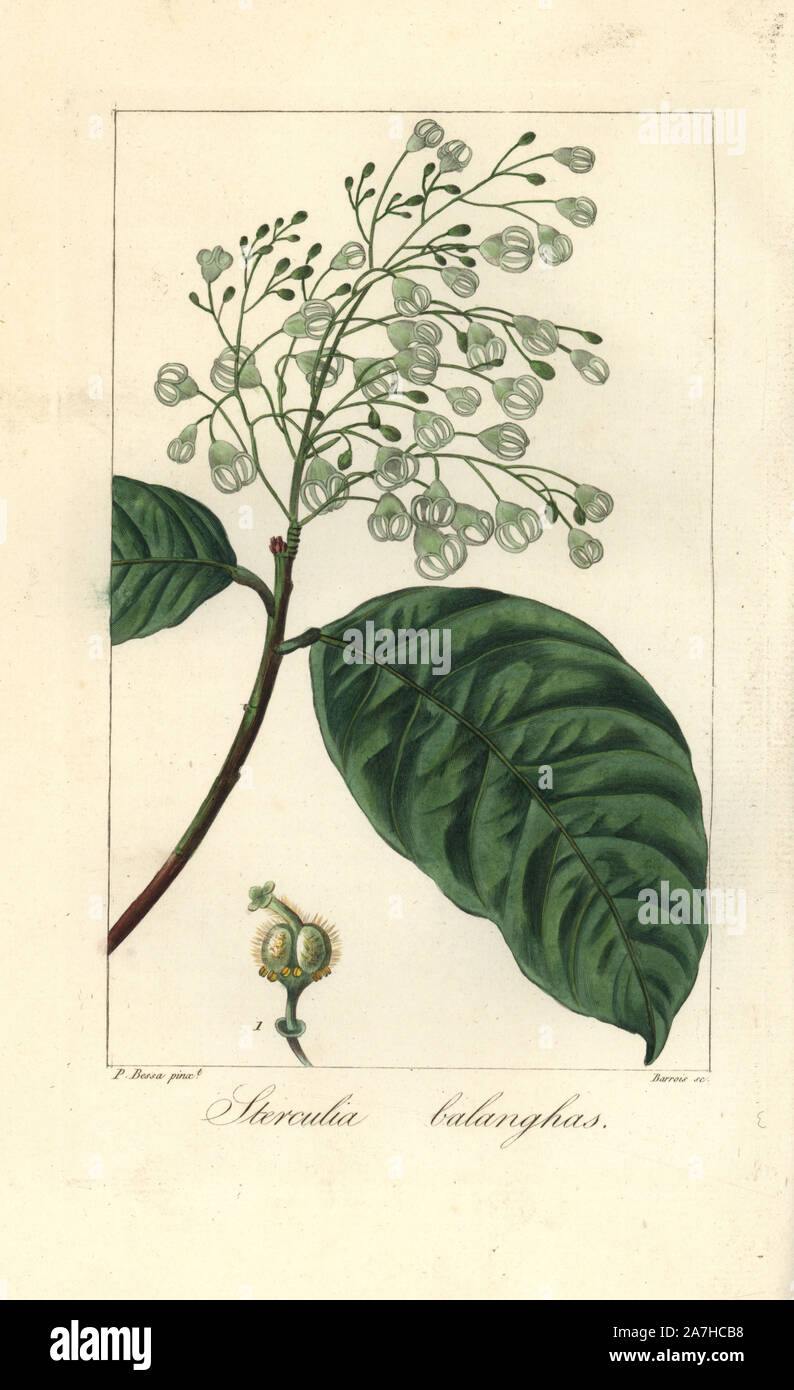 Sterculia balanghas, native to Africa, America and Asia. Handcoloured stipple engraving on copper by Barrois from a botanical illustration by Pancrace Bessa from Mordant de Launay's 'Herbier General de l'Amateur,' Audot, Paris, 1820. The Herbier was published from 1810 to 1827 and edited by Mordant de Launay and Loiseleur-Deslongchamps. Bessa (1772-1830s), along with Redoute and Turpin, is considered one of the greatest French botanical artists of the 19th century. Stock Photo