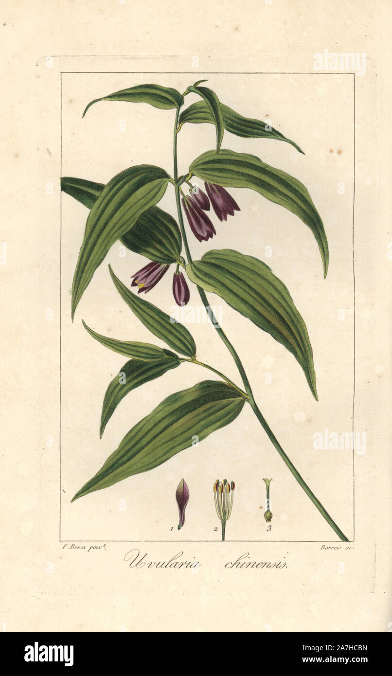 Chinese fairy bells, Disporum cantoniense, native to China. Handcoloured stipple engraving on copper by Barrois from a botanical illustration by Pancrace Bessa from Mordant de Launay's 'Herbier General de l'Amateur,' Audot, Paris, 1820. The Herbier was published from 1810 to 1827 and edited by Mordant de Launay and Loiseleur-Deslongchamps. Bessa (1772-1830s), along with Redoute and Turpin, is considered one of the greatest French botanical artists of the 19th century. Stock Photo