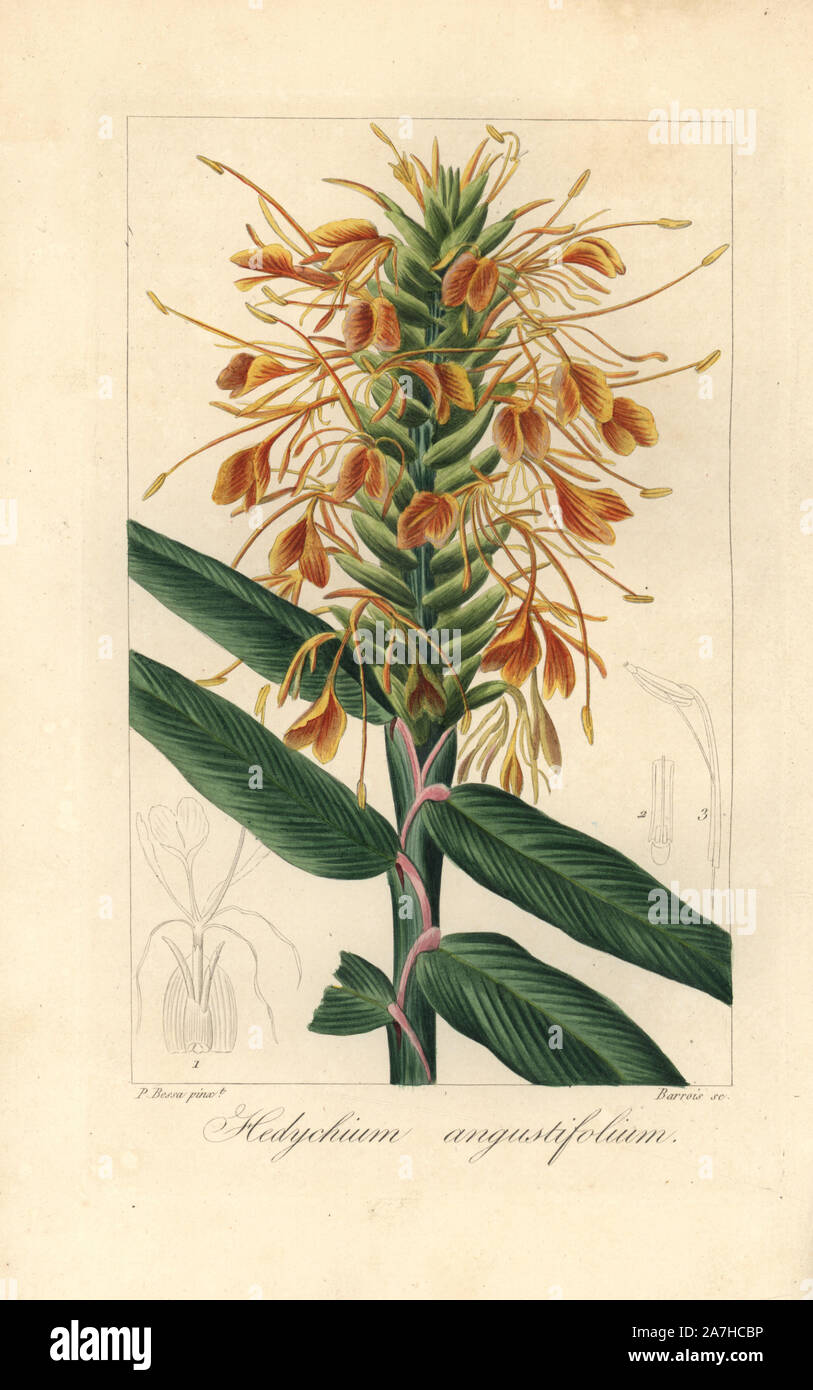 Narrowleaf ginger, Hedychium angustifolium, native to New Zealand and Vanuatu. Handcoloured stipple engraving on copper by Barrois from a botanical illustration by Pancrace Bessa from Mordant de Launay's 'Herbier General de l'Amateur,' Audot, Paris, 1820. The Herbier was published from 1810 to 1827 and edited by Mordant de Launay and Loiseleur-Deslongchamps. Bessa (1772-1830s), along with Redoute and Turpin, is considered one of the greatest French botanical artists of the 19th century. Stock Photo