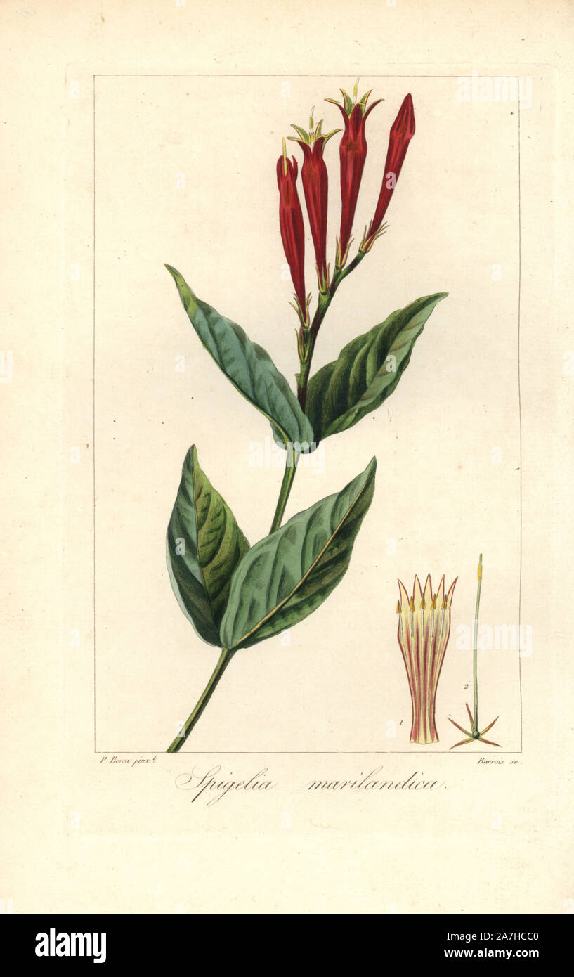 Indian pink or woodland pinkroot, Spigelia marilandica, native to North America. Handcoloured stipple engraving on copper by Barrois from a botanical illustration by Pancrace Bessa from Mordant de Launay's 'Herbier General de l'Amateur,' Audot, Paris, 1820. The Herbier was published from 1810 to 1827 and edited by Mordant de Launay and Loiseleur-Deslongchamps. Bessa (1772-1830s), along with Redoute and Turpin, is considered one of the greatest French botanical artists of the 19th century. Stock Photo
