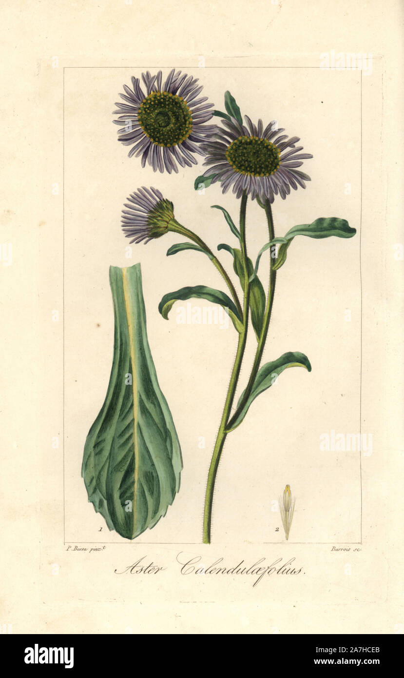 Michaelmas daisy, Aster calendulaefolius, native to Europe. Handcoloured stipple engraving on copper by Barrois from a botanical illustration by Pancrace Bessa from Mordant de Launay's 'Herbier General de l'Amateur,' Audot, Paris, 1820. The Herbier was published from 1810 to 1827 and edited by Mordant de Launay and Loiseleur-Deslongchamps. Bessa (1772-1830s), along with Redoute and Turpin, is considered one of the greatest French botanical artists of the 19th century. Stock Photo