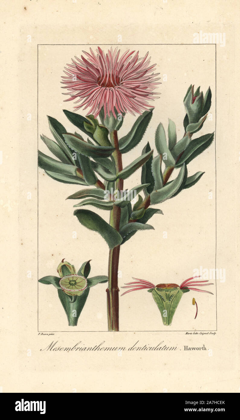 Cheiridopsis denticulata, succulent native to South Africa. Handcoloured stipple engraving on copper by Barrois from a botanical illustration by Pancrace Bessa from Mordant de Launay's 'Herbier General de l'Amateur,' Audot, Paris, 1820. The Herbier was published from 1810 to 1827 and edited by Mordant de Launay and Loiseleur-Deslongchamps. Bessa (1772-1830s), along with Redoute and Turpin, is considered one of the greatest French botanical artists of the 19th century. Stock Photo