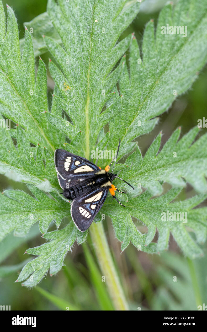 Moth, Zumwalt Prairie, Oregon. Stock Photo