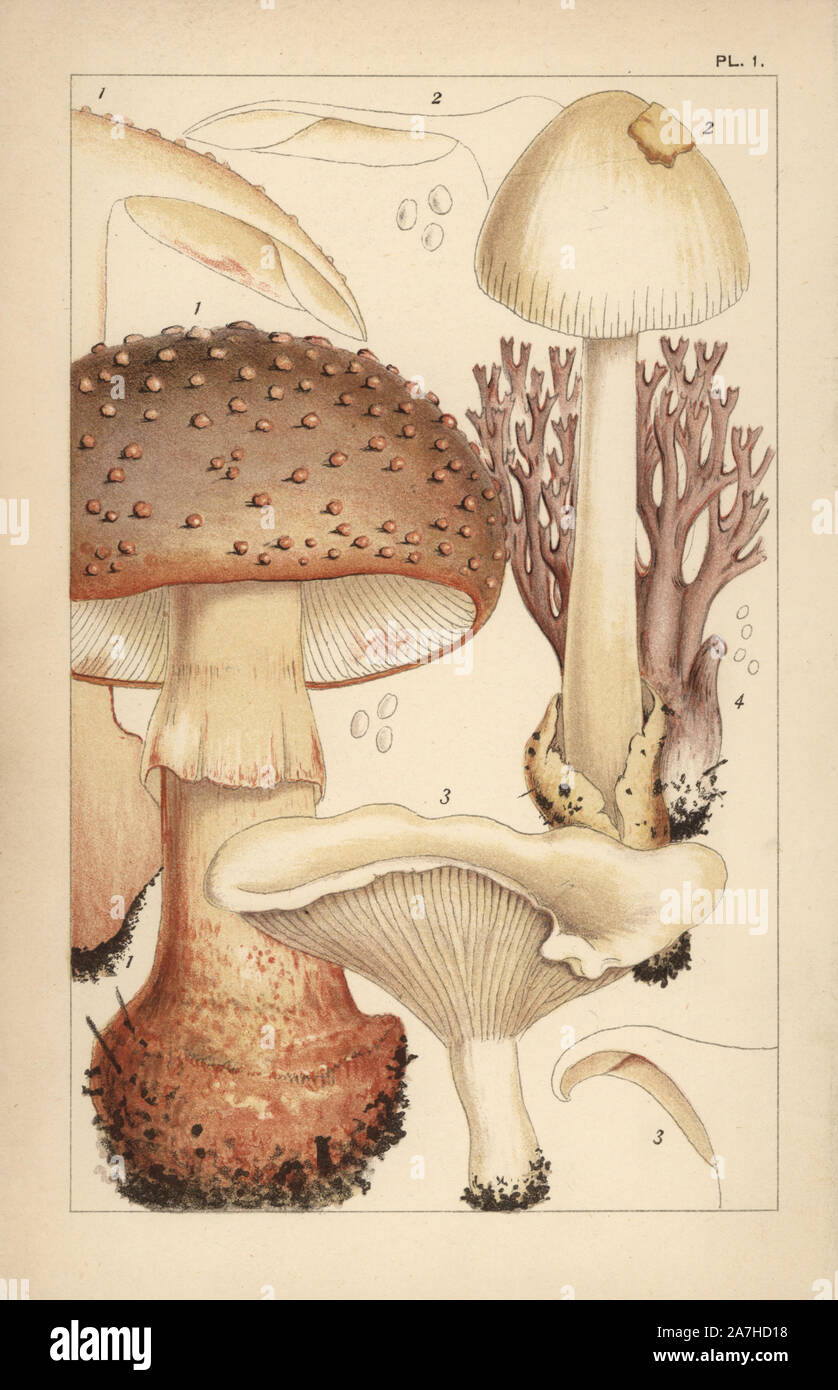 Blusher mushroom, Amanita rubescens 1, grisette, A. vaginata 2, miller or sweetbread, Clitopilus prunulus 3, and coral fungus, Clavulina amethystina 4. Chromolithograph after an illustration by M. C. Cooke from his own 'British Edible Fungi, how to distinguish and how to cook them,' London, Kegan Paul, 1891. Mordecai Cubitt Cooke (1825-1914) was a British botanist, mycologist and artist. He was curator a the India Musuem from 1860 to 1879, when he transferred along with the botanical collection to the Royal Botanic Gardens, Kew. Stock Photo