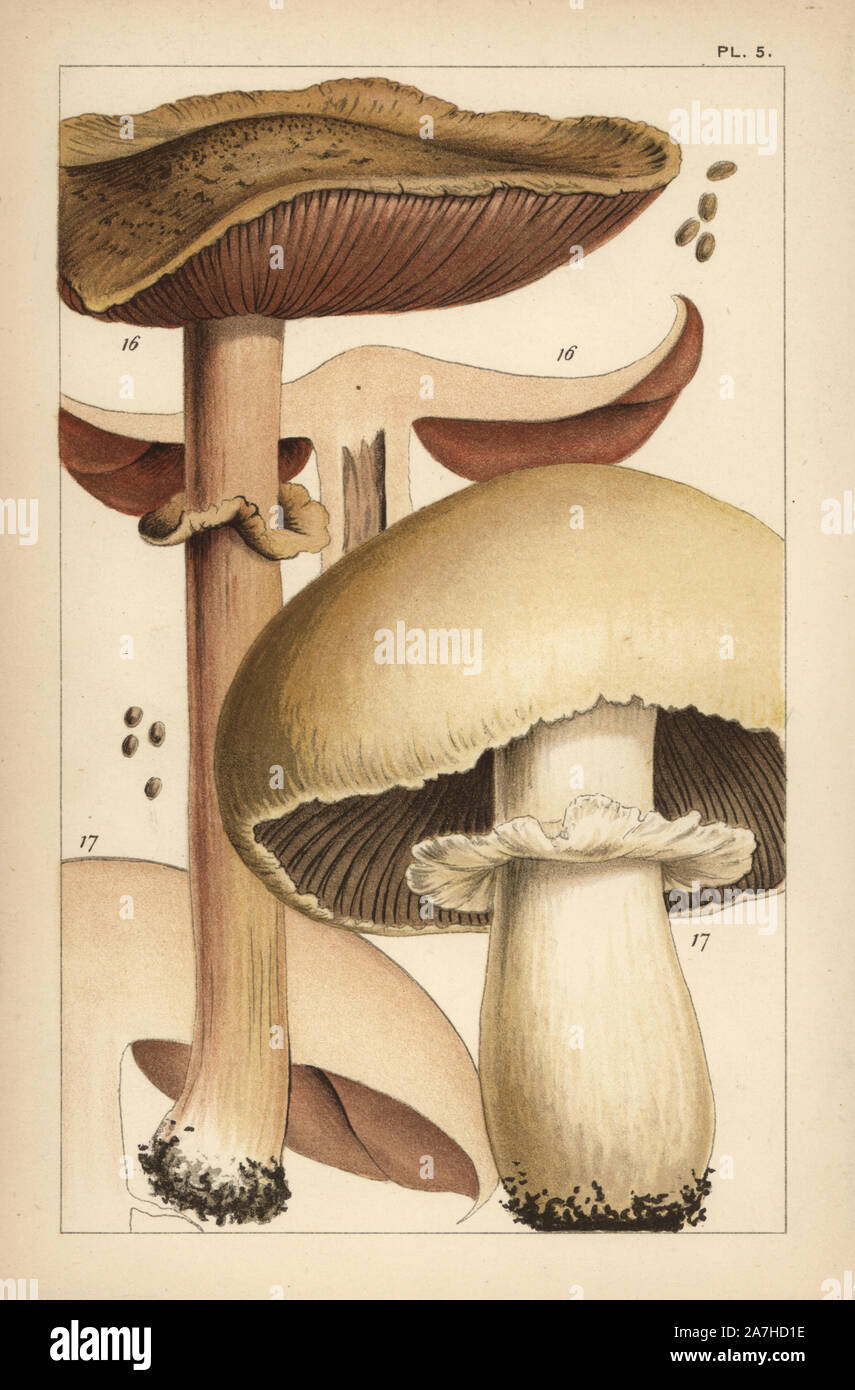 Forest mushroom, Agaricus sylvaticus 16, and horse mushroom, A. arvensis 17. Chromolithograph after an illustration by M. C. Cooke from his own 'British Edible Fungi, how to distinguish and how to cook them,' London, Kegan Paul, 1891. Mordecai Cubitt Cooke (1825-1914) was a British botanist, mycologist and artist. He was curator a the India Musuem from 1860 to 1879, when he transferred along with the botanical collection to the Royal Botanic Gardens, Kew. Stock Photo