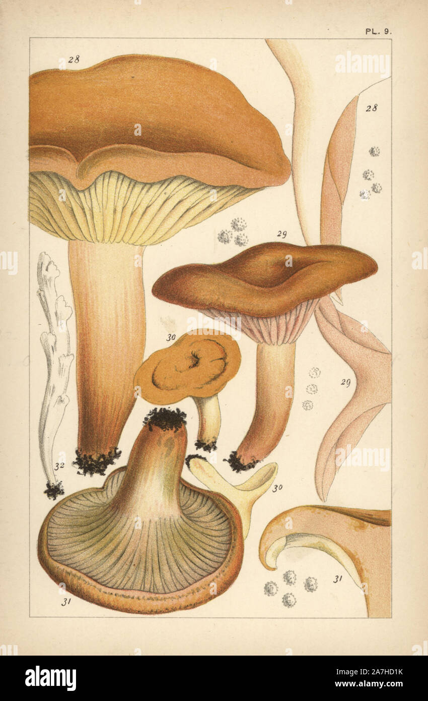 Weeping milk cap, Lactarius volemus 28, mild milk cap, L. subdulcis 29, milkcap, L. mitissimus 30, saffron milkcap, L. deliciosus 31, and fairy fingers, Clavaria rugosa 32. Chromolithograph after an illustration by M. C. Cooke from his own 'British Edible Fungi, how to distinguish and how to cook them,' London, Kegan Paul, 1891. Mordecai Cubitt Cooke (1825-1914) was a British botanist, mycologist and artist. He was curator a the India Musuem from 1860 to 1879, when he transferred along with the botanical collection to the Royal Botanic Gardens, Kew. Stock Photo