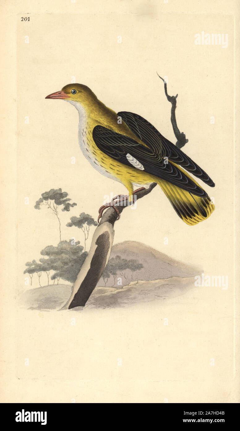 Golden oriole (female), Oriolus oriolus. Handcoloured copperplate drawn and engraved by Edward Donovan from his own 'Natural History of British Birds,' London, 1794-1819. Edward Donovan (1768-1837) was an Anglo-Irish amateur zoologist, writer, artist and engraver. He wrote and illustrated a series of volumes on birds, fish, shells and insects, opened his own museum of natural history in London, but later he fell on hard times and died penniless. Stock Photo
