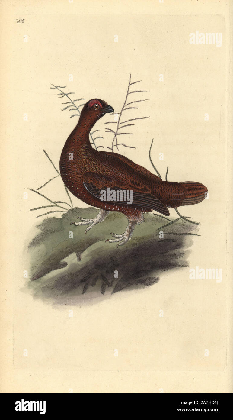 Red grouse, Lagopus lagopus scotica. Handcoloured copperplate drawn and engraved by Edward Donovan from his own 'Natural History of British Birds,' London, 1794-1819. Edward Donovan (1768-1837) was an Anglo-Irish amateur zoologist, writer, artist and engraver. He wrote and illustrated a series of volumes on birds, fish, shells and insects, opened his own museum of natural history in London, but later he fell on hard times and died penniless. Stock Photo