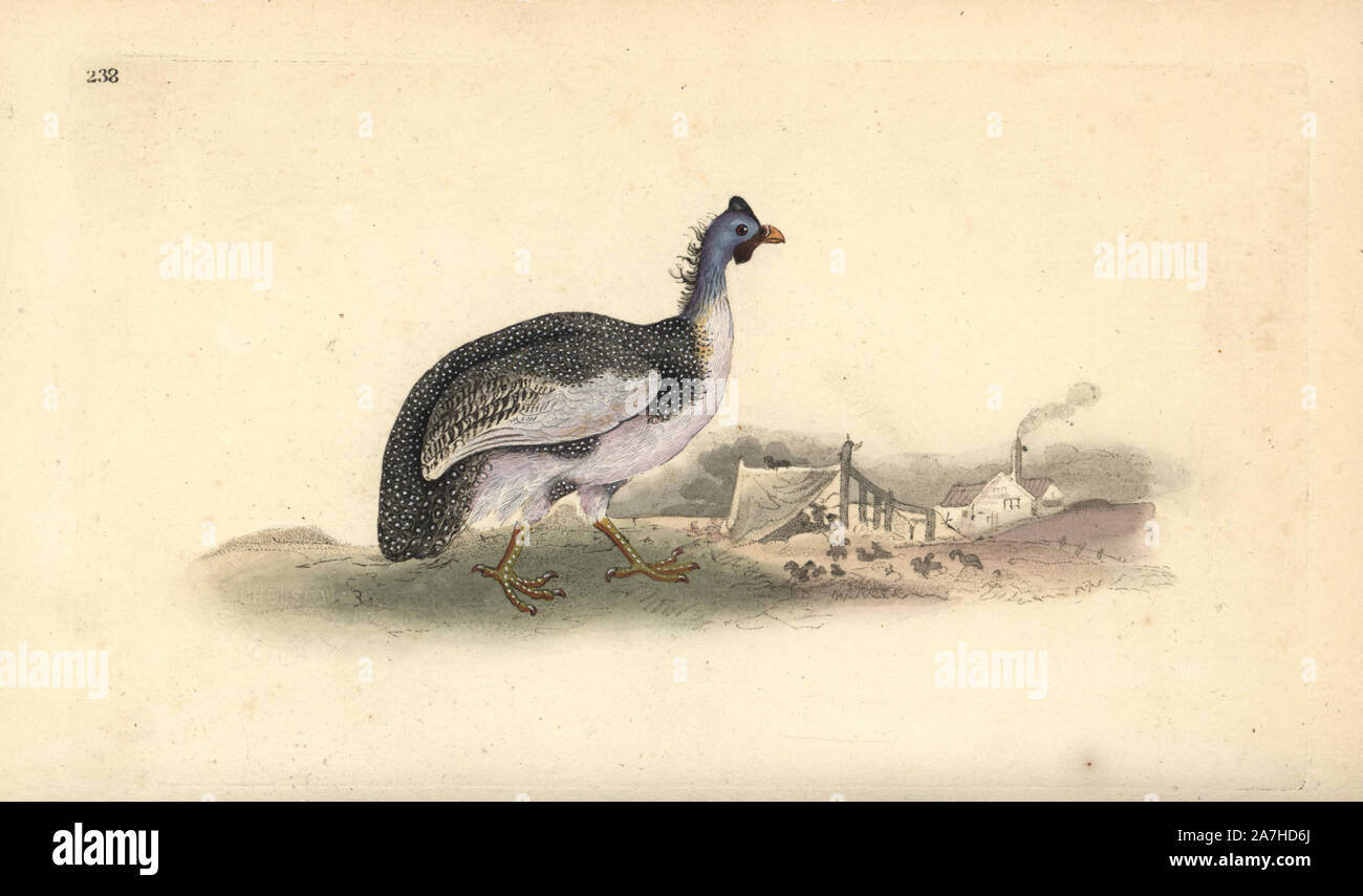 Helmeted guineafowl, Numida meleagris. Handcoloured copperplate drawn and engraved by Edward Donovan from his own 'Natural History of British Birds,' London, 1794-1819. Edward Donovan (1768-1837) was an Anglo-Irish amateur zoologist, writer, artist and engraver. He wrote and illustrated a series of volumes on birds, fish, shells and insects, opened his own museum of natural history in London, but later he fell on hard times and died penniless. Stock Photo
