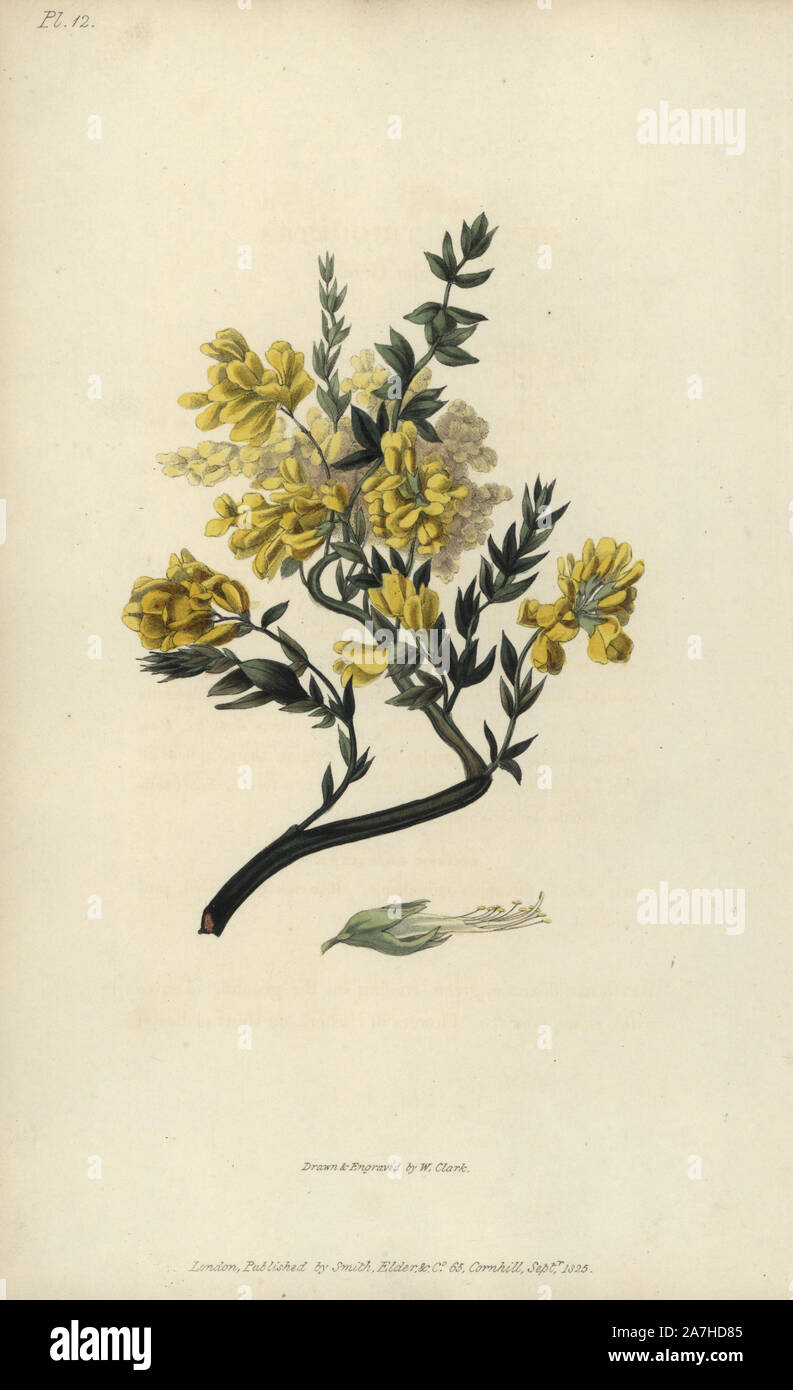 Triangular genista, Genista triquetra. Handcoloured botanical illustration drawn and engraved by William Clark from Richard Morris's 'Flora Conspicua' London, Longman, Rees, 1826. William Clark was former draughtsman to the London Horticultural Society and illustrated many botanical books in the 1820s and 1830s. Stock Photo