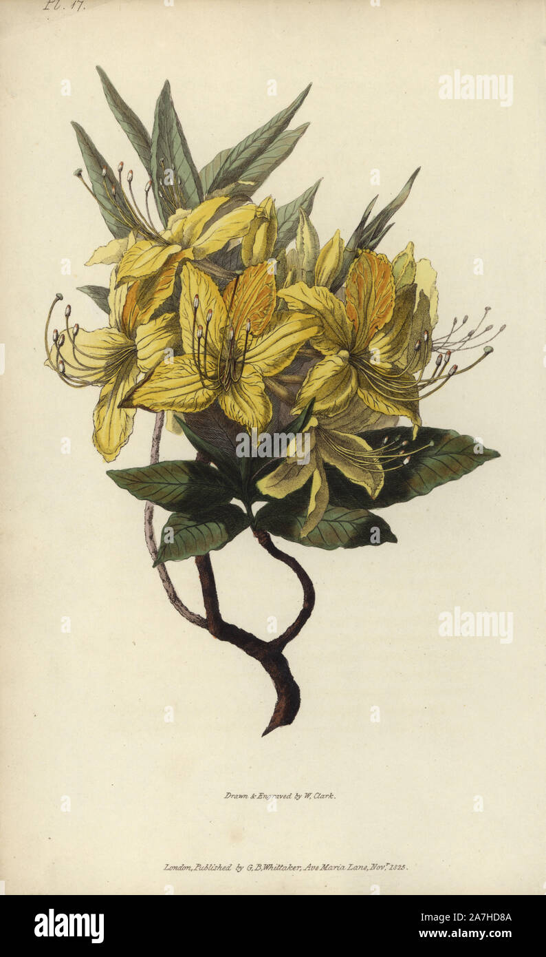 Yellow azalea, Rhododendron luteum. Handcoloured botanical illustration drawn and engraved by William Clark from Richard Morris's 'Flora Conspicua' London, Longman, Rees, 1826. William Clark was former draughtsman to the London Horticultural Society and illustrated many botanical books in the 1820s and 1830s. Stock Photo