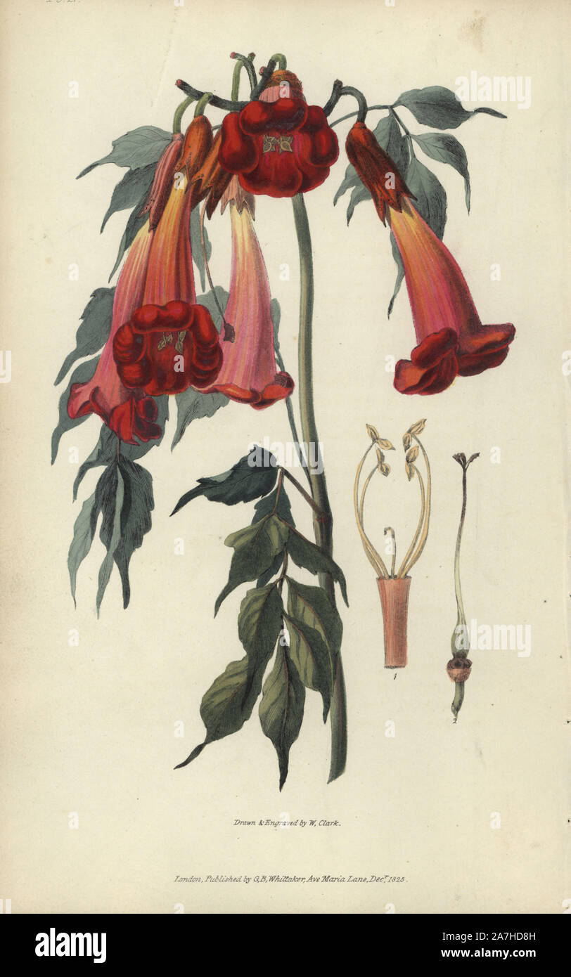 Ash-leaved trumpet flower, Campsis radicans. Handcoloured botanical illustration drawn and engraved by William Clark from Richard Morris's 'Flora Conspicua' London, Longman, Rees, 1826. William Clark was former draughtsman to the London Horticultural Society and illustrated many botanical books in the 1820s and 1830s. Stock Photo