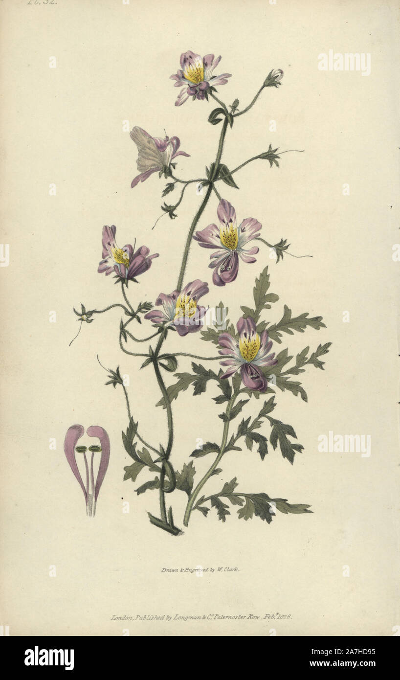 Poor mans orchid hi-res stock photography and images - Alamy