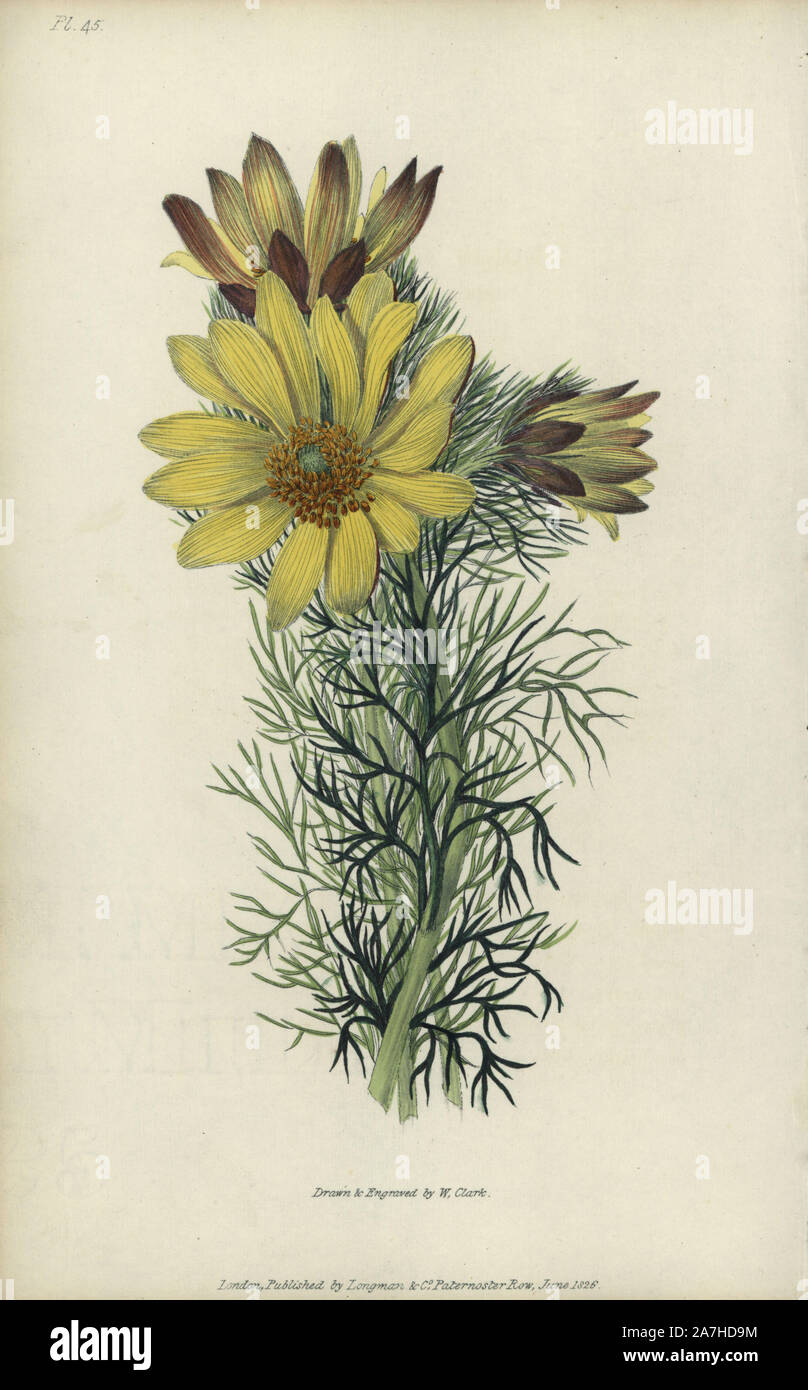 Spring pheasant's eye, Adonis vernalis. Handcoloured botanical illustration drawn and engraved by William Clark from Richard Morris's 'Flora Conspicua' London, Longman, Rees, 1826. William Clark was former draughtsman to the London Horticultural Society and illustrated many botanical books in the 1820s and 1830s. Stock Photo
