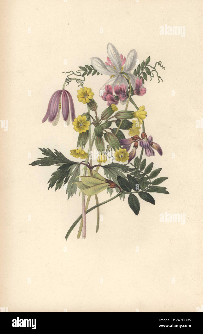 Wood anemone (Anemone nemorosa), bush vetch (Vicia sepium) and cowslip (Primula veris). Handcoloured botanical illustration drawn and engraved by William Clark from Rebecca Hey's 'Moral of Flowers,' London, Longman, Rees, 1833. Rebecca Hey was a Victorian writer, poet and artist who wrote 'Spirit of the Woods' 1837 and 'Recollections of the Lakes' 1841. William Clark was former draughtsman to the London Horticultural Society and illustrated many botanical books in the 1820s and 1830s. Stock Photo