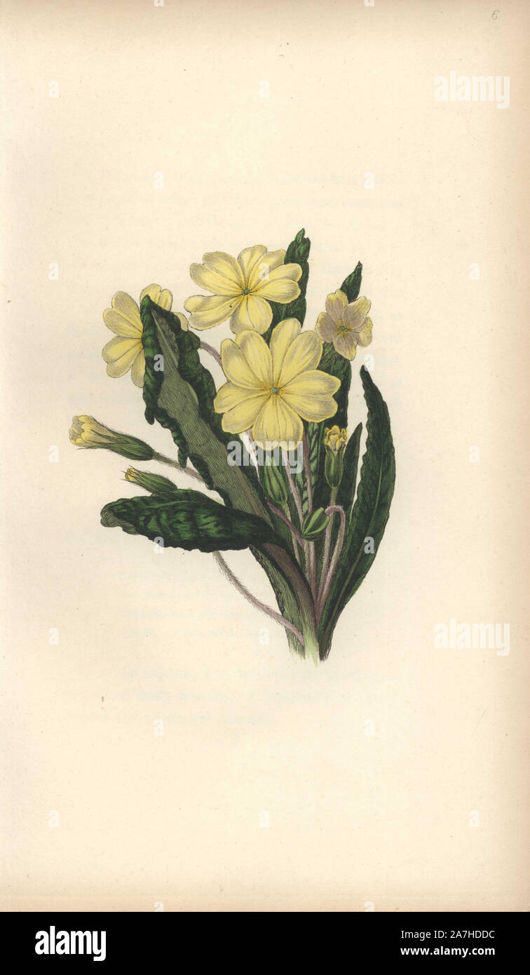 Primrose, Primula vulgaris. Handcoloured botanical illustration drawn and engraved by William Clark from Rebecca Hey's 'Moral of Flowers,' London, Longman, Rees, 1833. Mrs. Rebecca Hey was a Victorian writer, poet and artist who wrote 'Spirit of the Woods' 1837 and 'Recollections of the Lakes' 1841. William Clark was former draughtsman to the London Horticultural Society and illustrated many botanical books in the 1820s and 1830s. Stock Photo