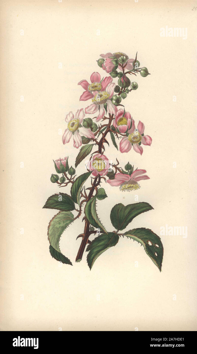 Botanical blackberry illustration hi-res stock photography and images ...