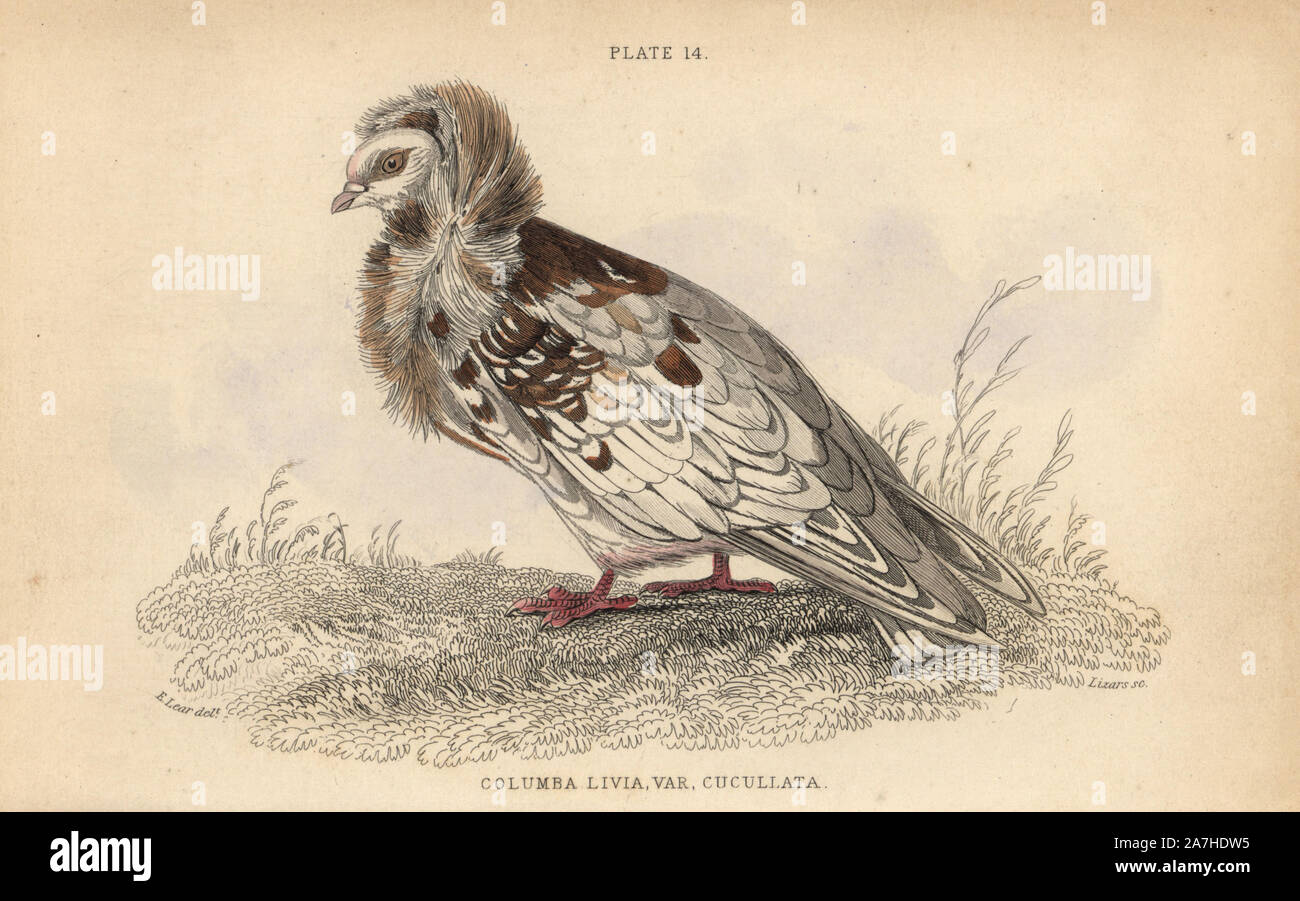Jacobin pigeon, Columba cucullata Jacobina, fancy breed of pigeon. Handcoloured steel engraving by William Lizars after an illustration by Edward Lear from Prideaux John Selby's volume 'Pigeons' in Sir William Jardine's 'Naturalist's Library: Ornithology,' published by W.H. Lizars, Edinburgh, 1835. Artist Edward Lear (1812-1888), today most famous for his literary nonsense and limericks, was a skilled ornithological artist who published 'Illustrations of the Family of Psittacidae or Parrots' in 1832. Stock Photo
