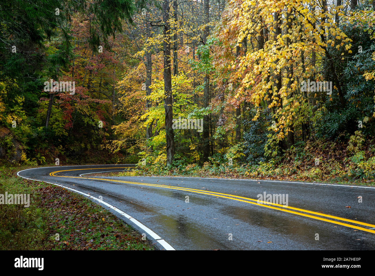 Fall foliage along winding road in Pisgah National Forest near