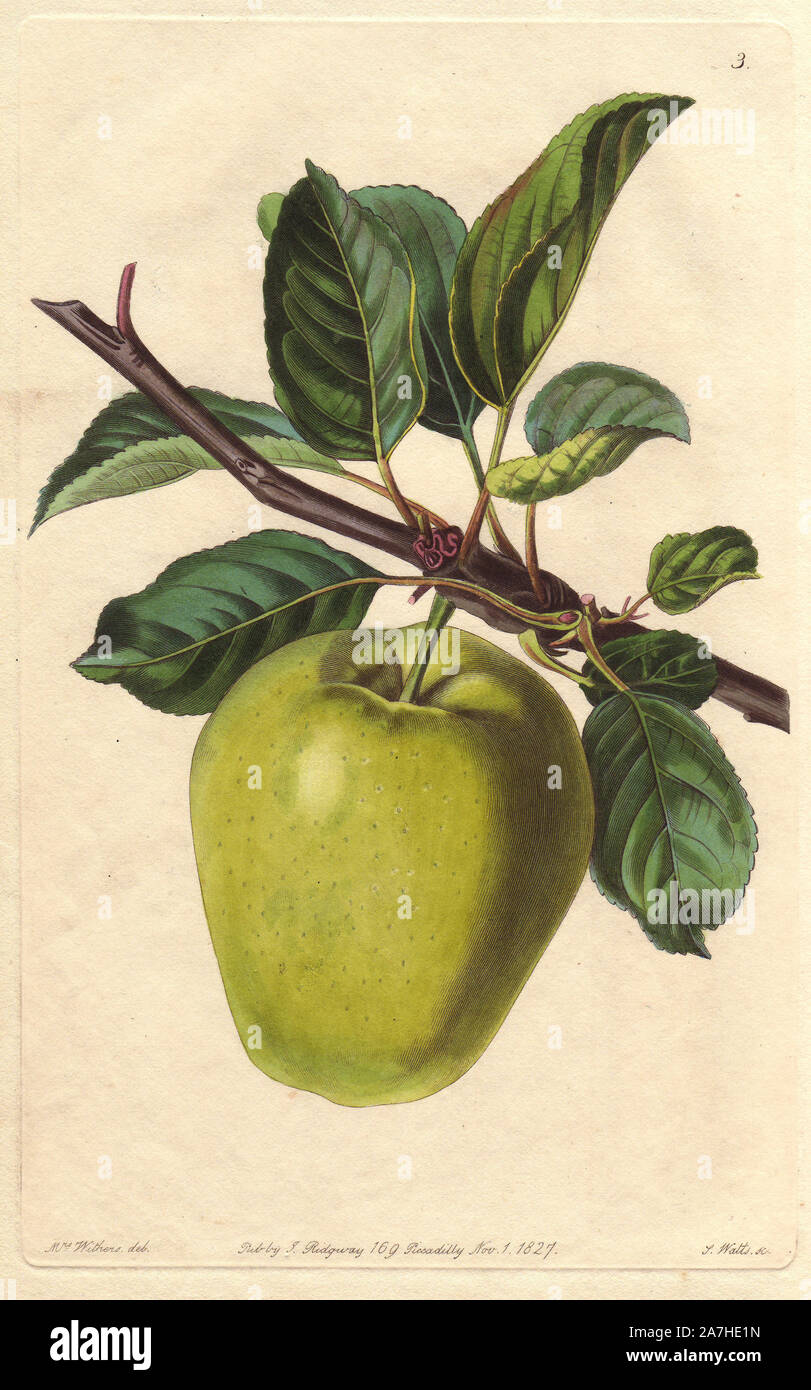 Sugar-loaf pippin apple, Malus domestica, cultivated in Russia under the name Dolgoi Squoznoi. Handcoloured copperplate engraving by S. Watts from a botanical illustration by Augusta Withers from John Lindley's 'Pomological Magazine,' James Ridgway, London, 1828. The magazine was published in three volumes from 1828 to 1830 and discontinued at plate 152 because of a dispute between the editors. Lindley (1795-1865) was an English botanist  and gardener who published books on roses, orchids, and fruit. Mrs. Withers (1793-1877) was an eminent Victorian botanical artist and Flower Painter in Ordin Stock Photo